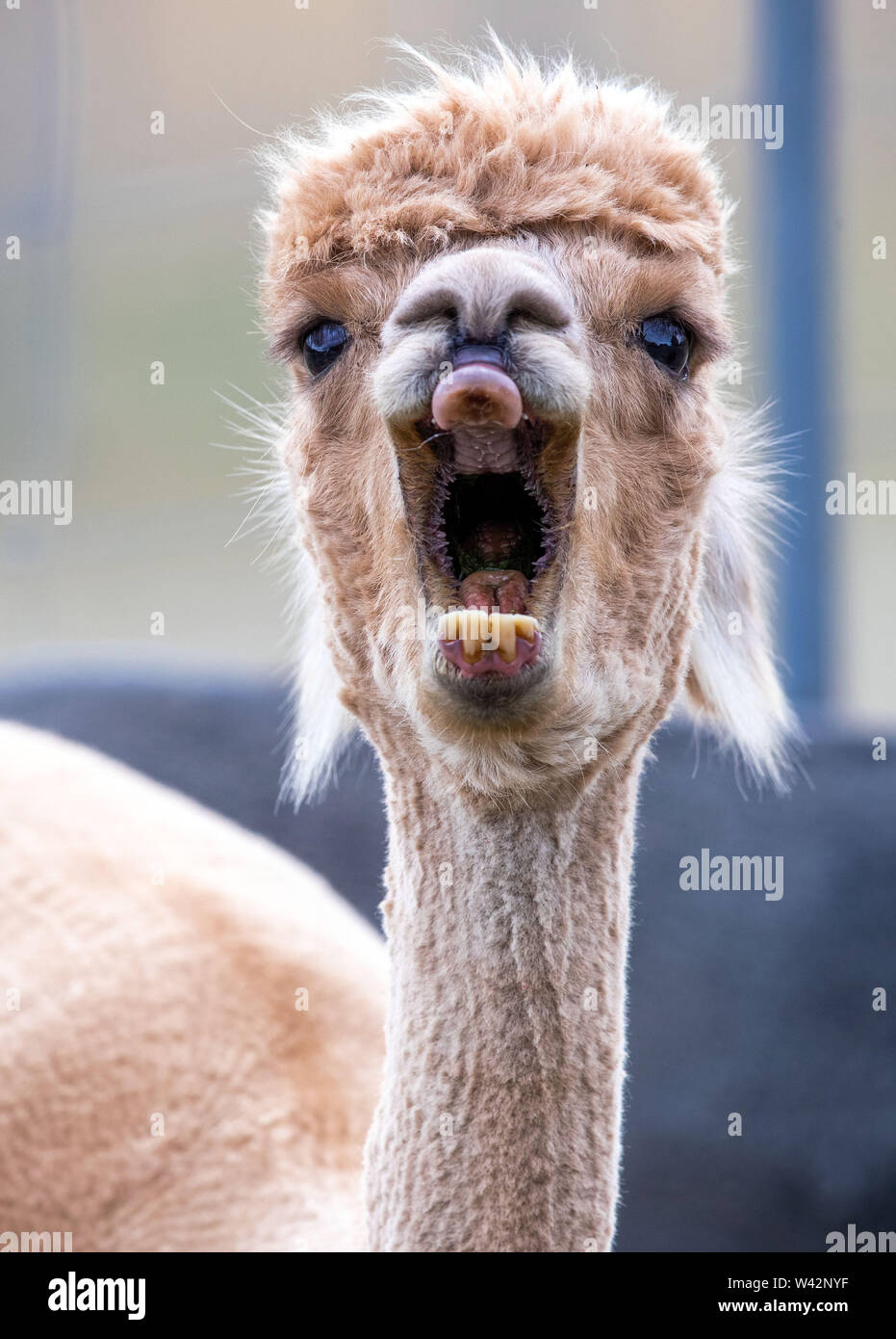 Walsleben, Deutschland. 09 Juli, 2019. Ein Alpaka gähnt in einer umfangreichen Gehäuse eines Züchters. Im Norden des Landes Brandenburg, ein Familienbetrieb Rassen der Tiere, die eigentlich aus den Anden kommen, und Prozesse der Wolle in Federbetten oder Garne in der eigenen Manufaktur. Credit: Jens Büttner/dpa-Zentralbild/dpa/Alamy leben Nachrichten Stockfoto