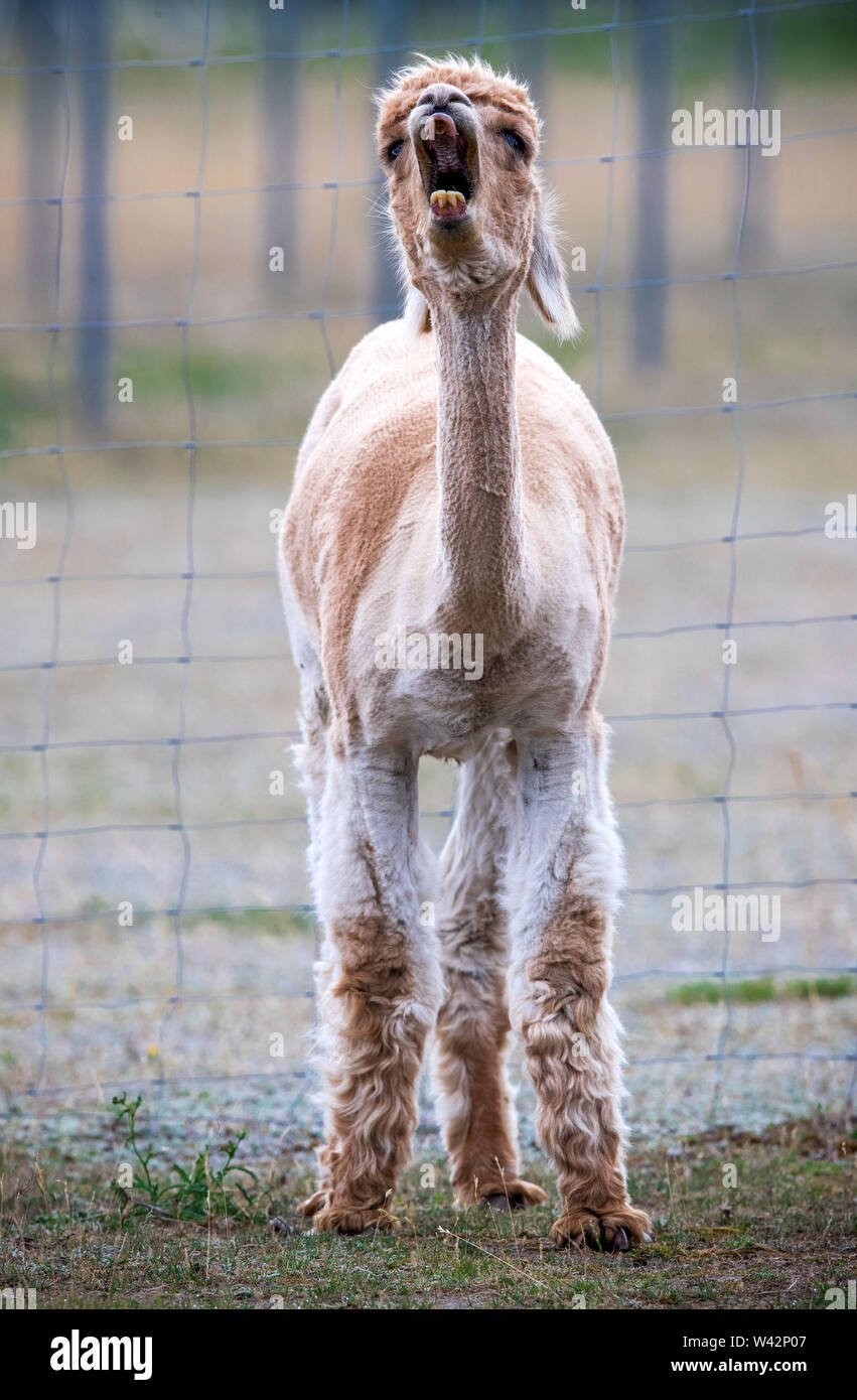 Walsleben, Deutschland. 09 Juli, 2019. Ein Alpaka gähnt in einer umfangreichen Gehäuse eines Züchters. Im Norden des Landes Brandenburg, ein Familienbetrieb Rassen der Tiere, die eigentlich aus den Anden kommen, und Prozesse der Wolle in Federbetten oder Garne in der eigenen Manufaktur. Credit: Jens Büttner/dpa-Zentralbild/dpa/Alamy leben Nachrichten Stockfoto