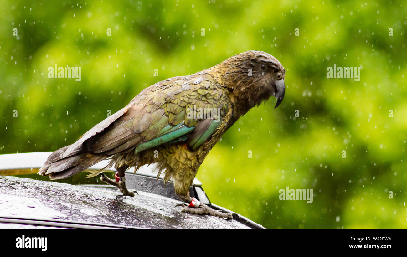 Schlagwörter Berg parrot Kea Nestor notabilis auf ein Auto an einem regnerischen Tag auf South Island, Neuseeland Stockfoto