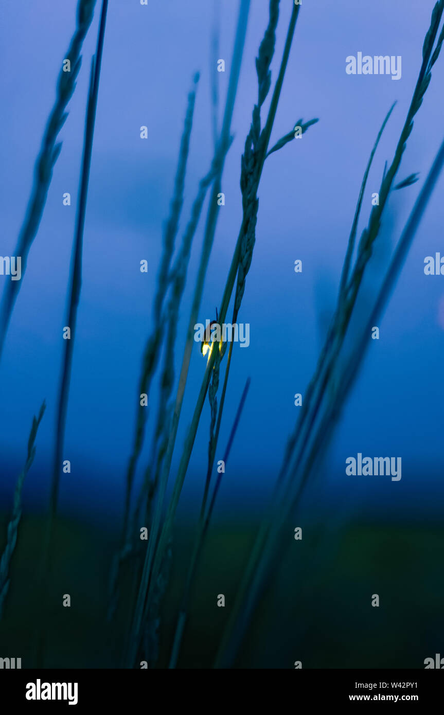 Firefly auf Gras in der Nacht Stockfoto