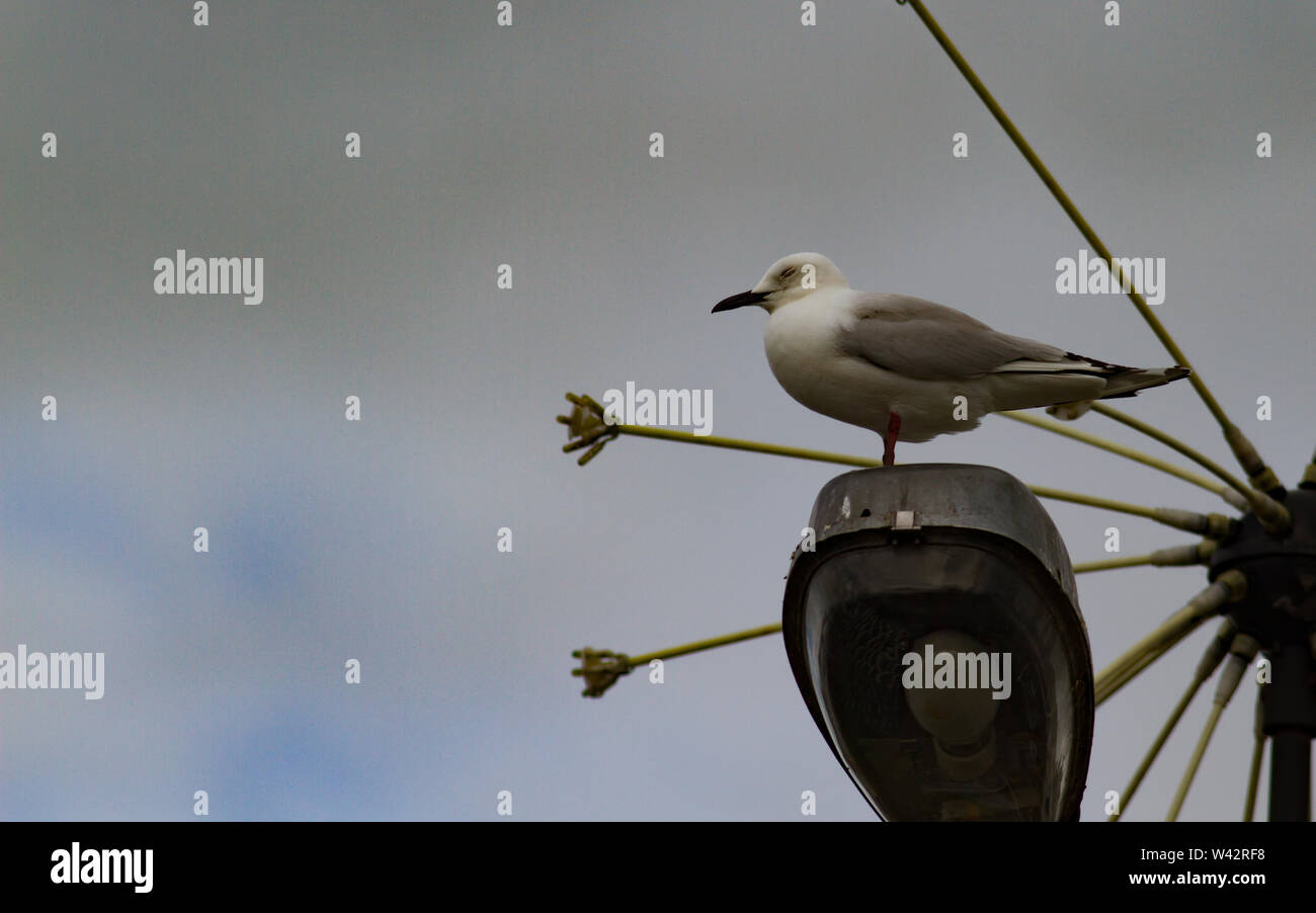 Schwarzes billed gull Chroicocephalus Buller auf der Straße Licht in Queenstown, Neuseeland Stockfoto