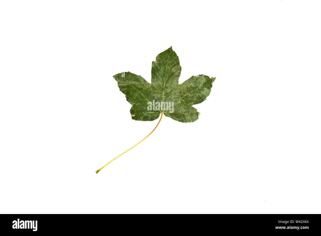 Grün gefallen Blatt auf weißem Hintergrund. Stockfoto