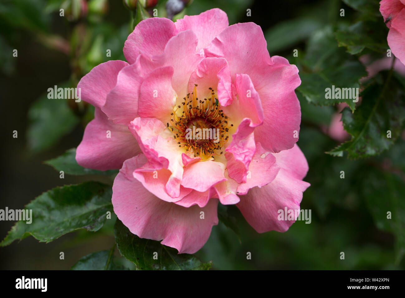Eine offene rosa Rose an einem sonnigen Sommer Stockfoto