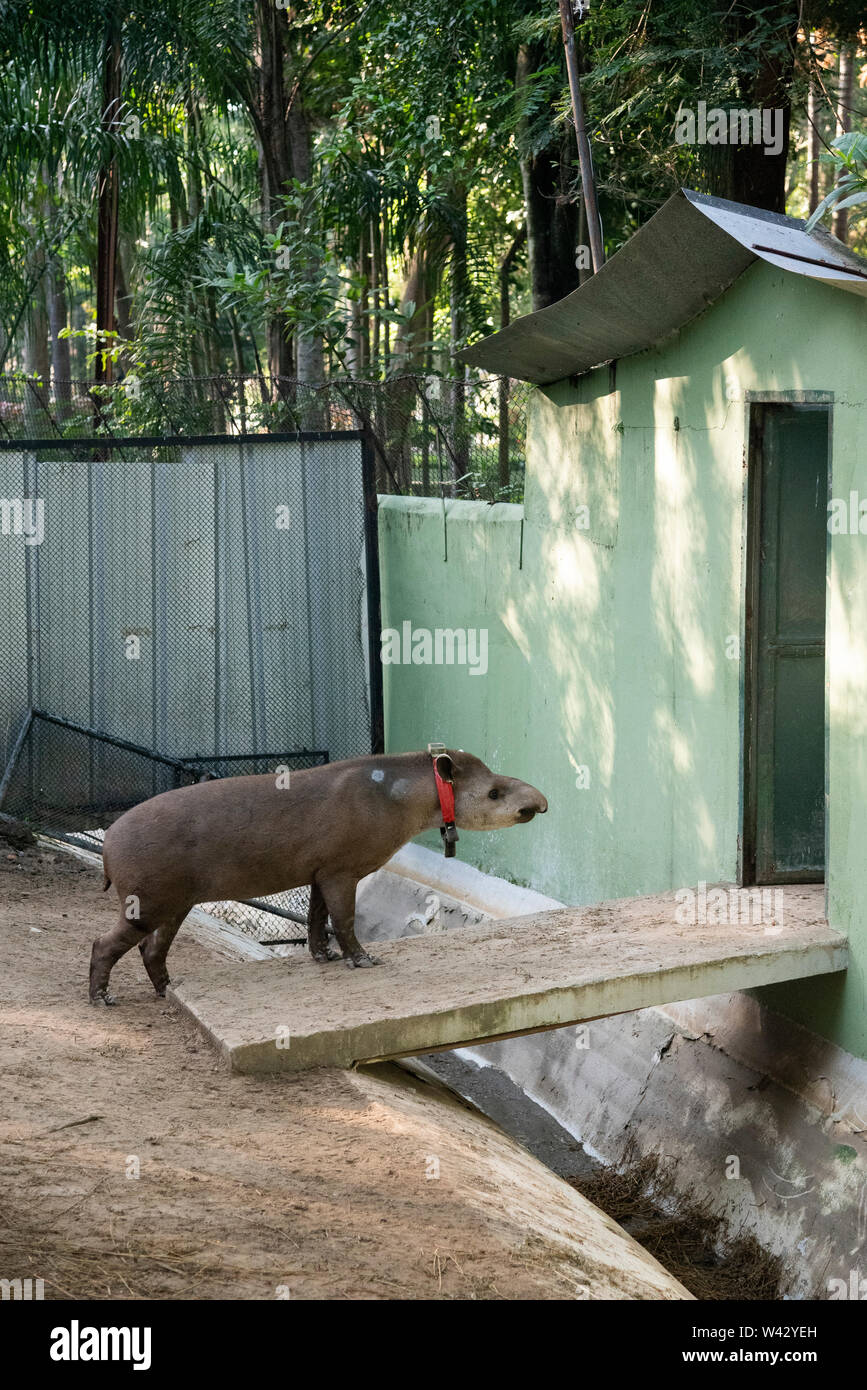 Tapir Wiedereinführung Projekt in ZooRio, Rio de Janeiro, Brasilien Stockfoto