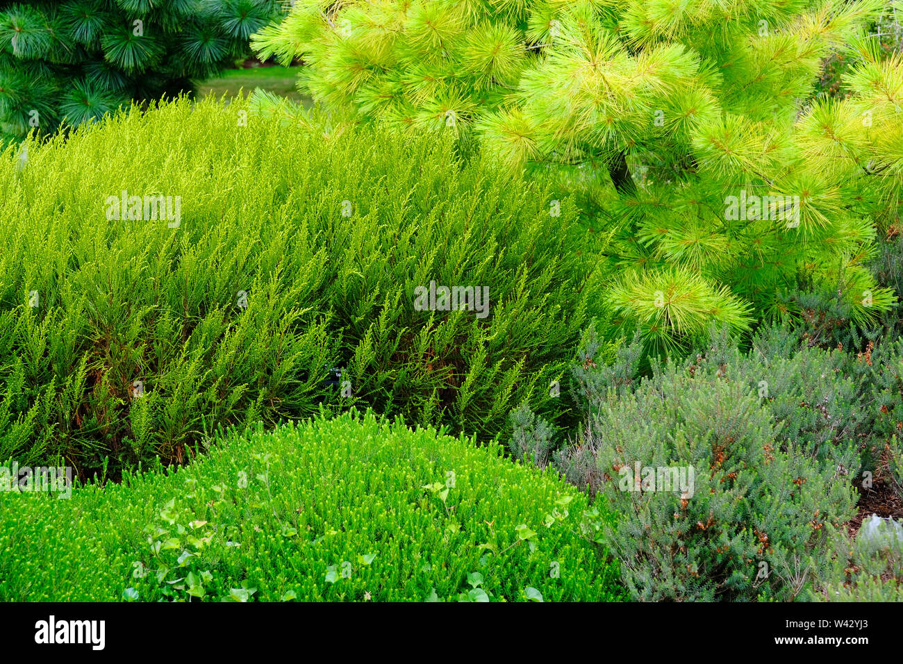 Close-up aus einer Mischung von immergrünen Pflanzen - Johannes Gollop Stockfoto