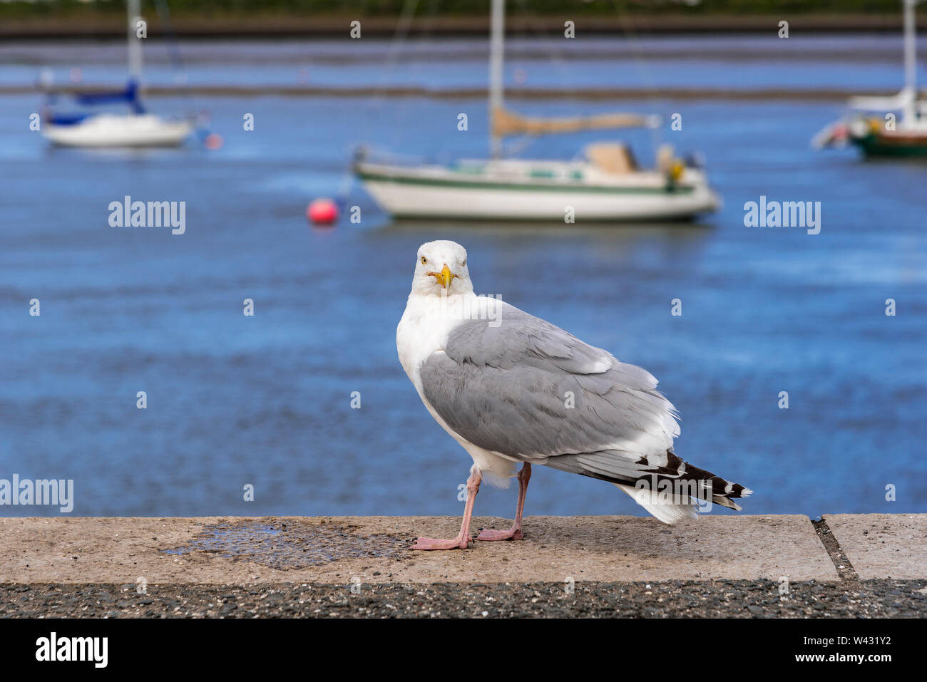 Silbermöwe seabird Stockfoto