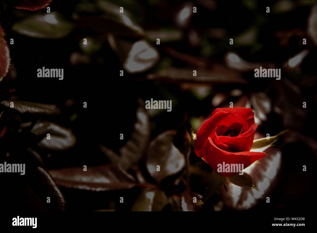 Red rose bud auf dunklem Hintergrund Stockfoto