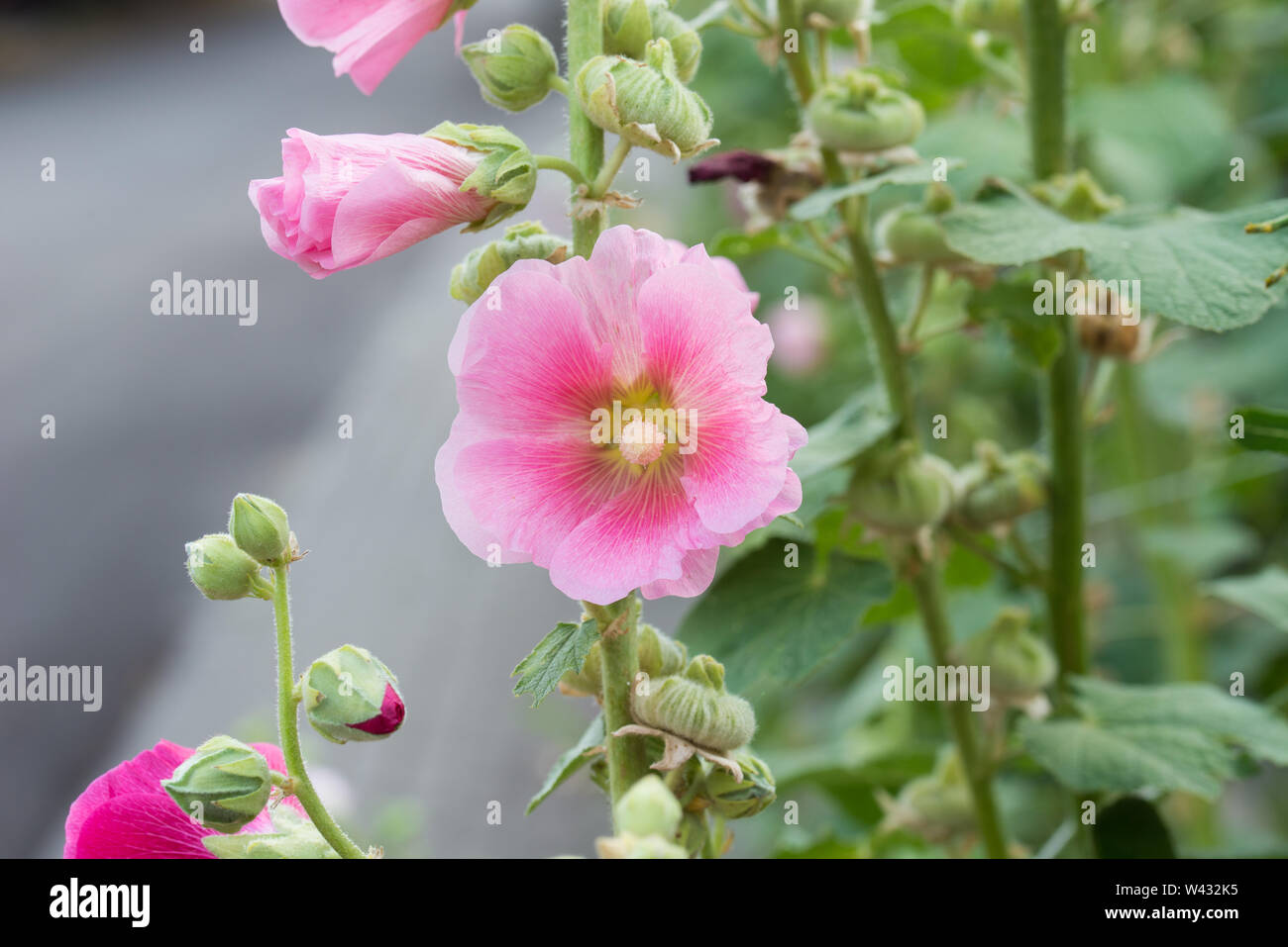 Rosa alcea, Malve Blumen closeup Stockfoto