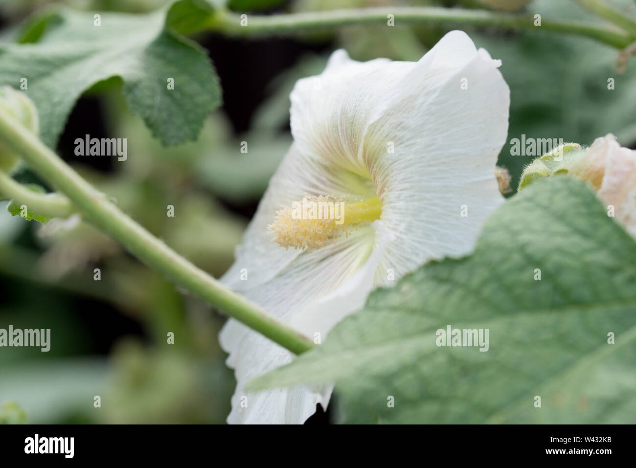 Weiße Farbe alcea, Malve Blumen closeup Stockfoto