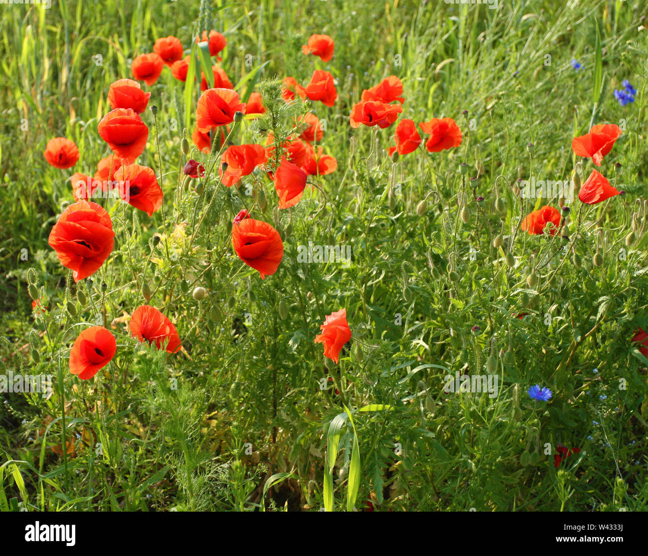 Schönen roten Mohn Blumen auf der Wiese Stockfoto