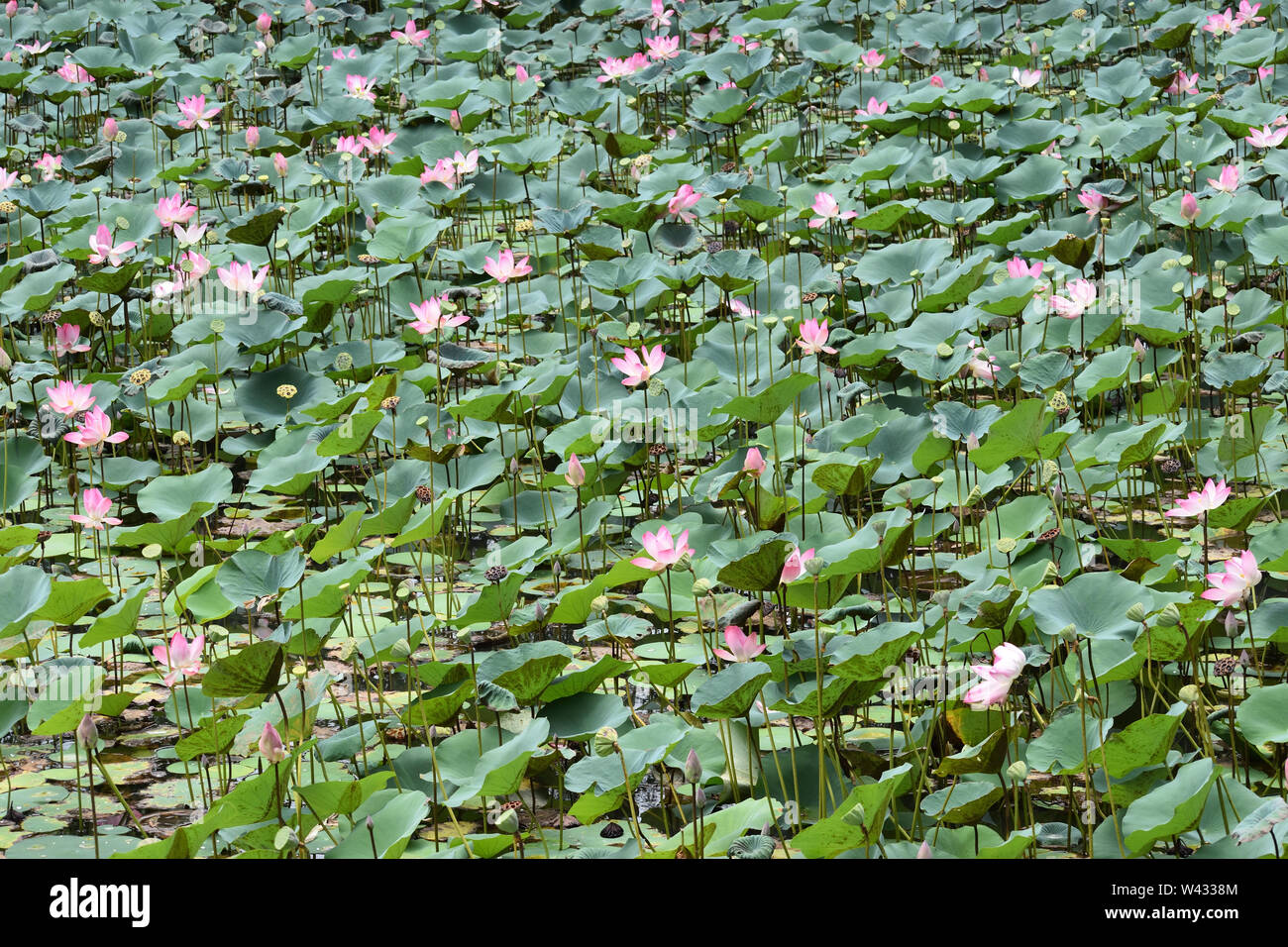 Lotus Garden Stockfoto