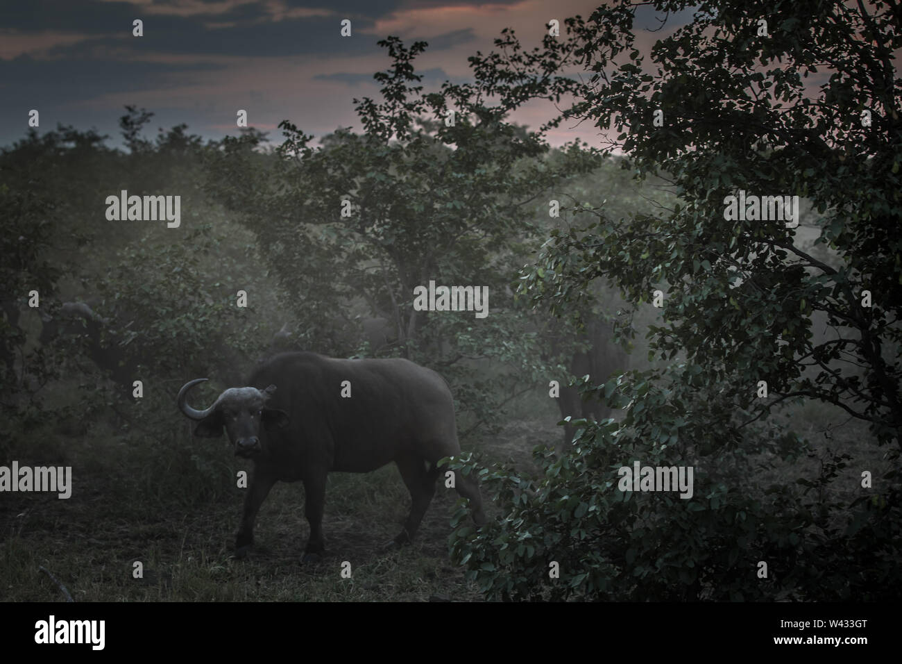 Afrikanische Büffel, Syncerus caffer, Reisen in Herden rund um Mopani Region, Kruger National Park, Limpopo, Südafrika. Stockfoto