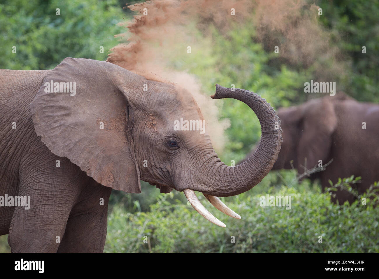 Die Fernbedienung Pafuri Region im äußersten Norden von Kruger National Park, Limpopo, Südafrika, ist ein Favorit unter den vielen Safari gehen, Touristen. Stockfoto