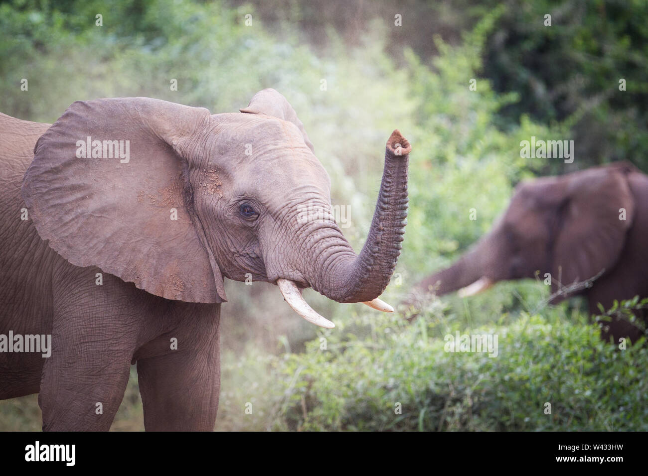 Die Fernbedienung Pafuri Region im äußersten Norden von Kruger National Park, Limpopo, Südafrika, ist ein Favorit unter den vielen Safari gehen, Touristen. Stockfoto