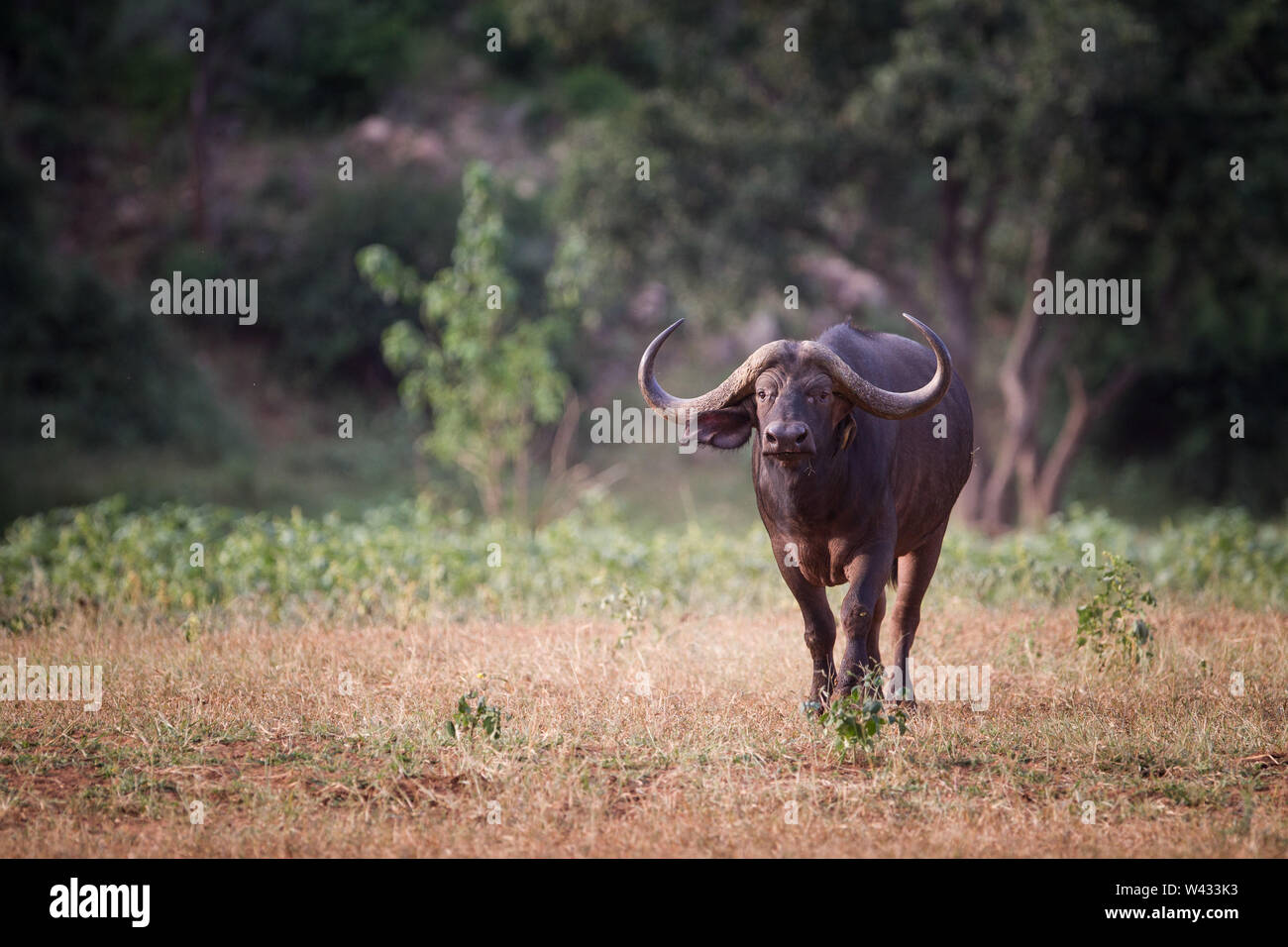 Die Fernbedienung Pafuri Region im äußersten Norden von Kruger National Park, Limpopo, Südafrika, ist ein Favorit unter den vielen Safari gehen, Touristen. Stockfoto