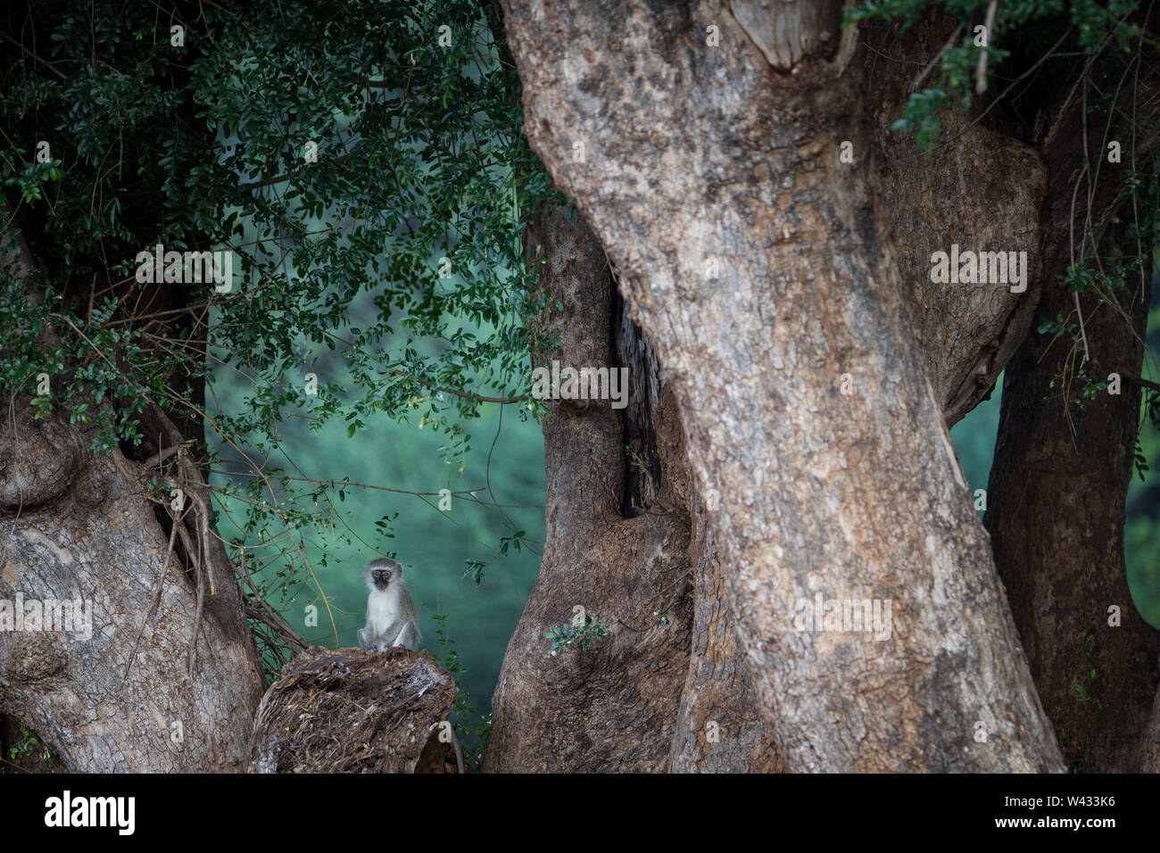 Die Fernbedienung Pafuri Region im äußersten Norden von Kruger National Park, Limpopo, Südafrika, ist ein Favorit unter den vielen Safari gehen, Touristen. Stockfoto