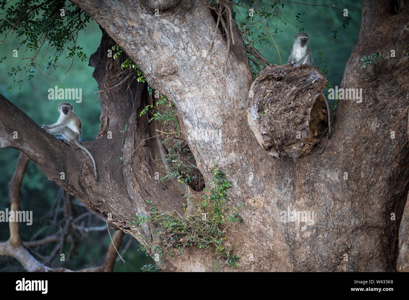 Die Fernbedienung Pafuri Region im äußersten Norden von Kruger National Park, Limpopo, Südafrika, ist ein Favorit unter den vielen Safari gehen, Touristen. Stockfoto