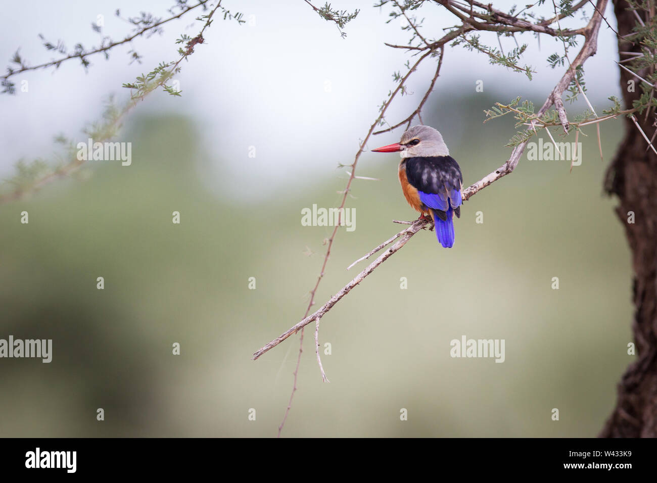 Vogelbeobachtung in der remote Pafuri im äußersten Norden von Kruger National Park, Limpopo, Südafrika, ist ein Favorit unter den vielen Safari gehen Touristen Stockfoto