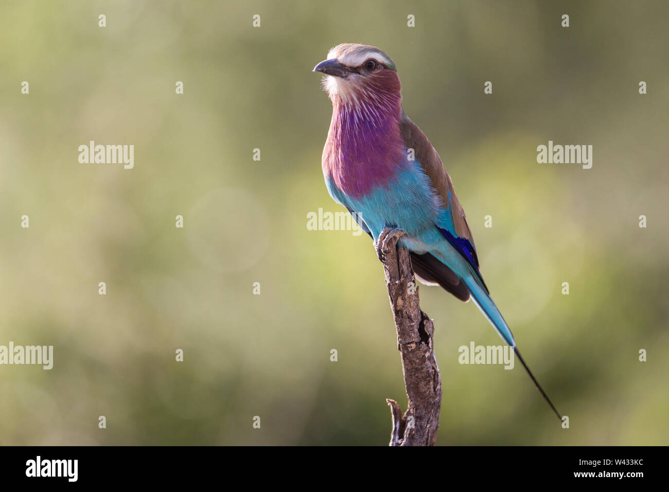Die Fernbedienung Pafuri Region im äußersten Norden von Kruger National Park, Limpopo, Südafrika, ist ein Favorit unter den vielen Safari gehen, Touristen. Stockfoto