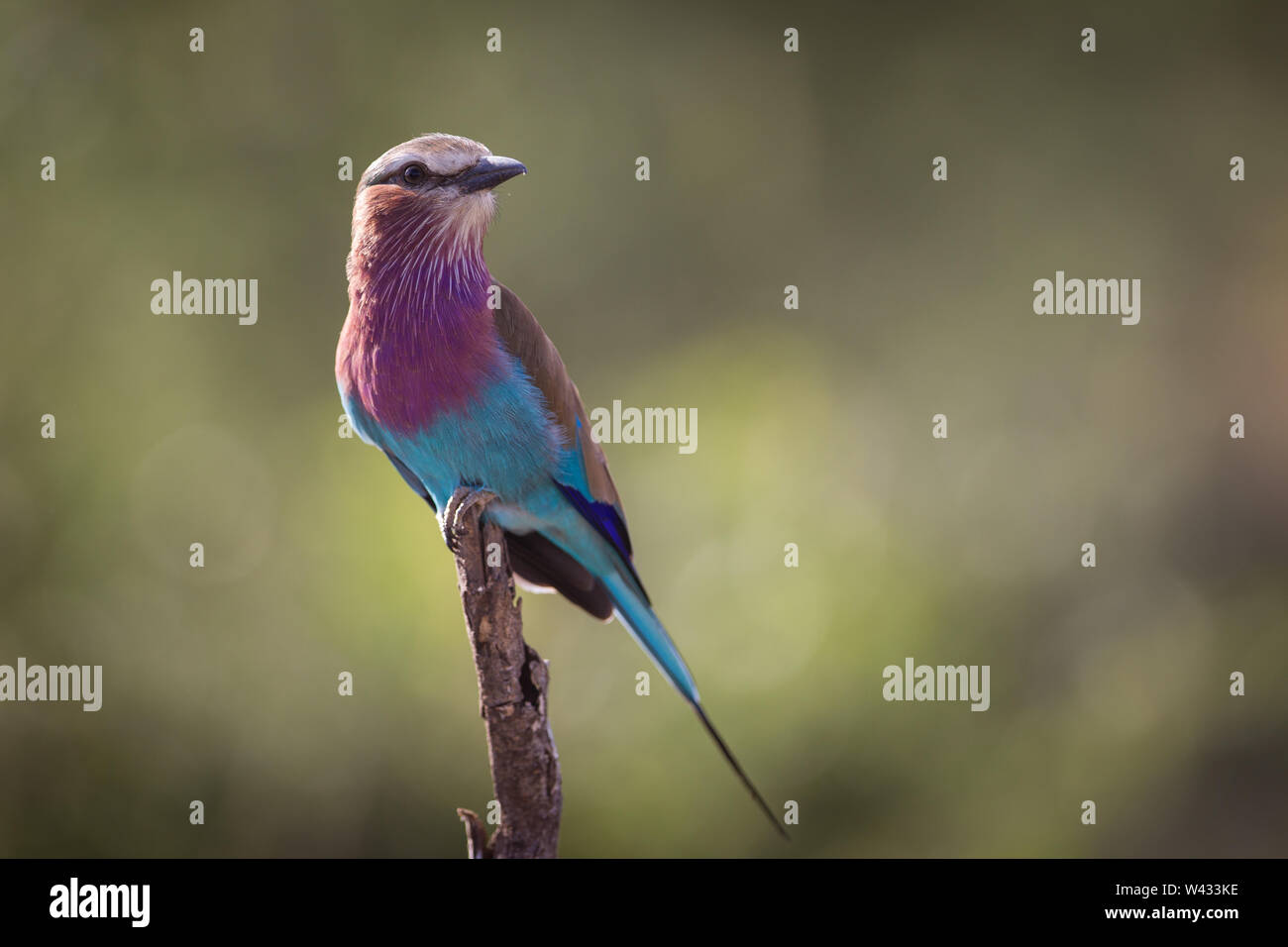 Die Fernbedienung Pafuri Region im äußersten Norden von Kruger National Park, Limpopo, Südafrika, ist ein Favorit unter den vielen Safari gehen, Touristen. Stockfoto