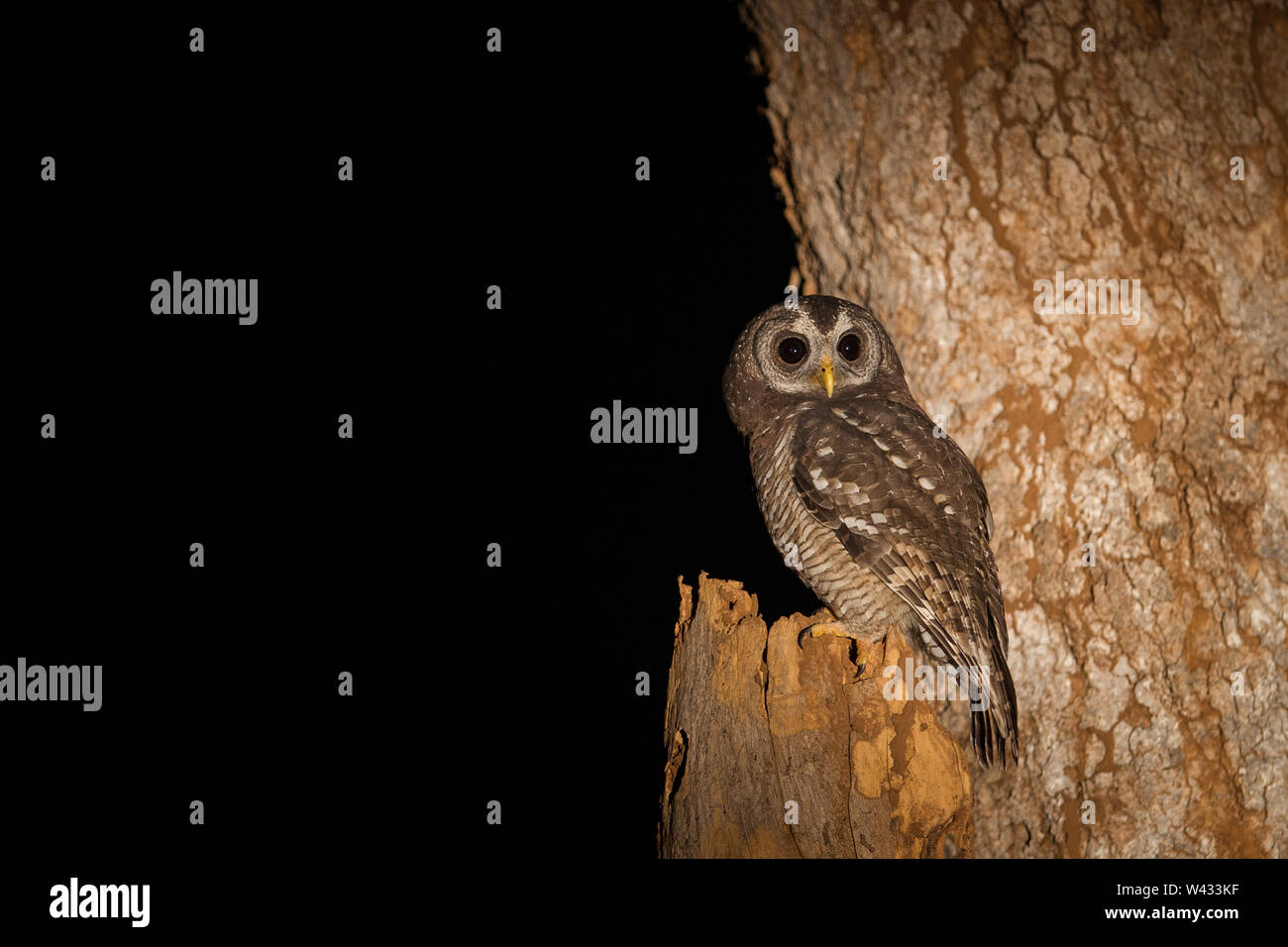 Die Fernbedienung Pafuri Region im äußersten Norden von Kruger National Park, Limpopo, Südafrika, ist ein Favorit unter den vielen Safari gehen, Touristen. Stockfoto