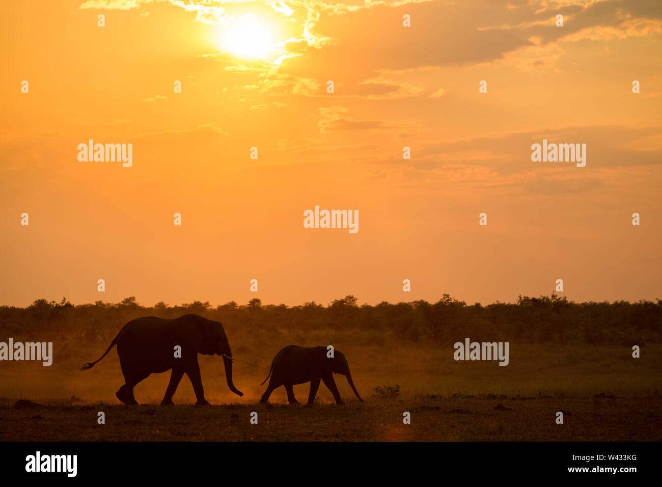 Mooiplaas ist ein beliebter Wasserloch für Elefanten, Loxodonta africana, kommen bei Sonnenuntergang in der mopani Region, Kruger National Park, Limpopo zu trinken, So Stockfoto