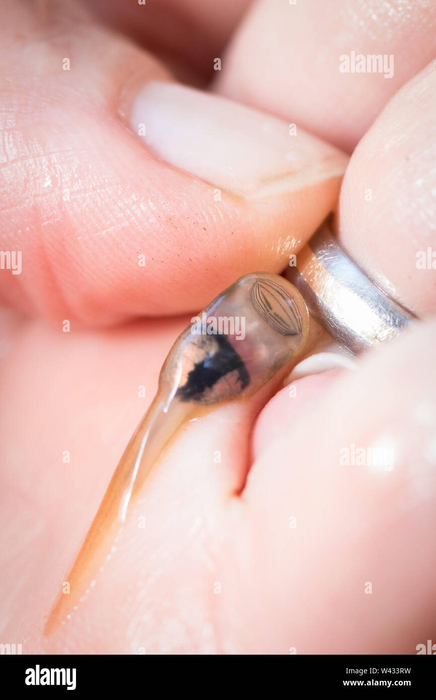 Südliche Ghost Frosch, Heleophryne regis haben eine begrenzte Verteilung entlang der Garden Route, einschließlich Wildnis, Western Cape, Südafrika. Stockfoto