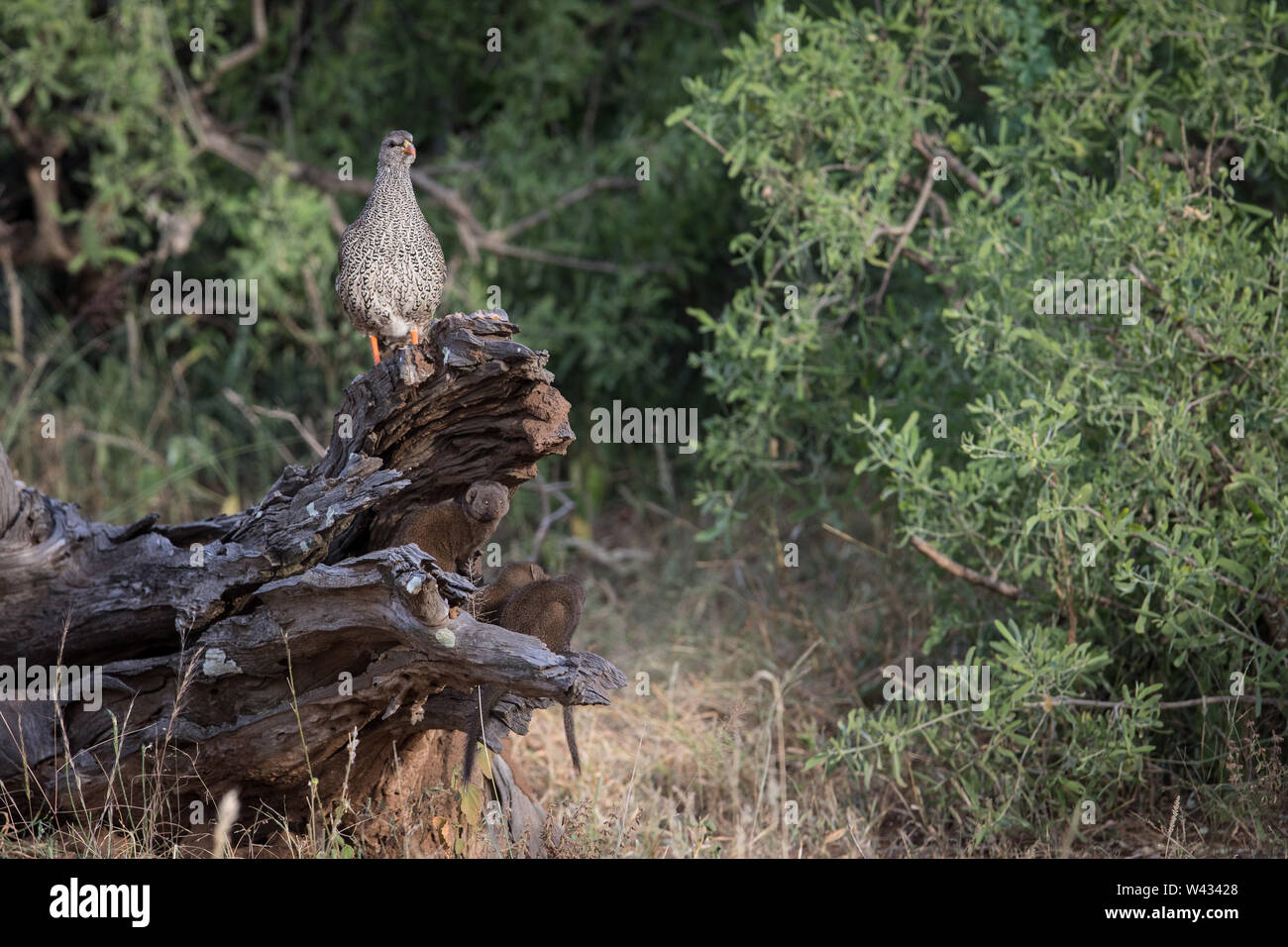 Vögel und dwarf Mongoose, Helogale parvula, arbeiten zusammen, um Nahrung zu finden und wachsam für Raubtiere, Shingwedzi, Krüger Nationalpark, Südafrika Stockfoto