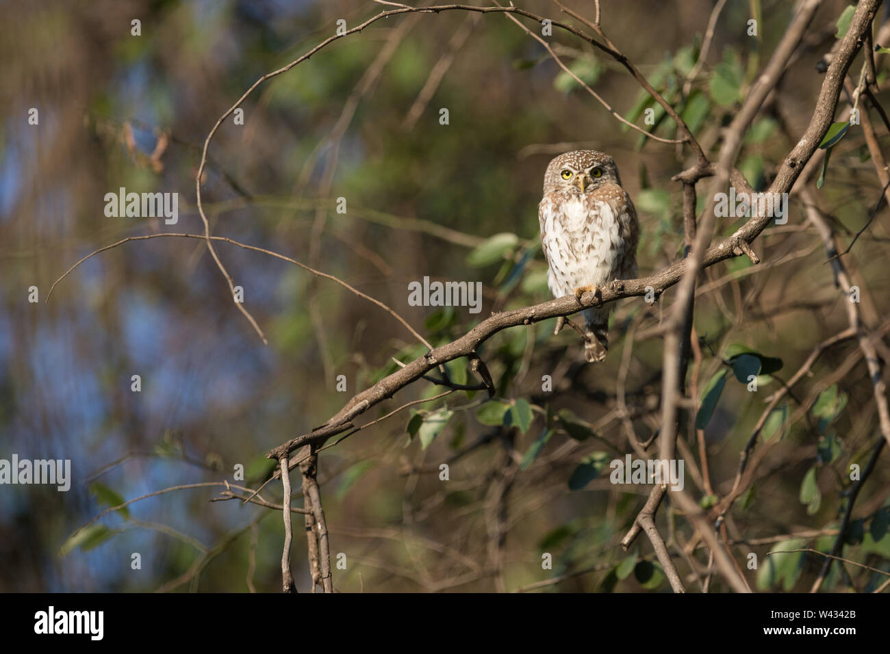 Pearl-beschmutzte owlet, Glaucidium perlatum, eine kleine Eule Art häufig in akazien Savanne, hier zu sehen in der Shingwedzi, Krüger Nationalpark, Südafrika Arrica Stockfoto