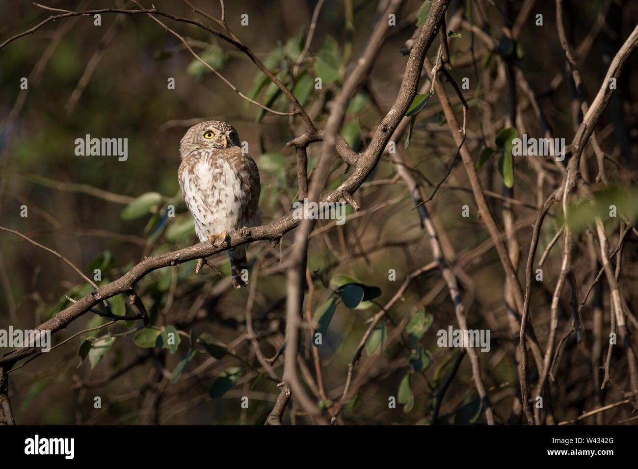 Pearl-beschmutzte owlet, Glaucidium perlatum, eine kleine Eule Art häufig in akazien Savanne, hier zu sehen in der Shingwedzi, Krüger Nationalpark, Südafrika Arrica Stockfoto