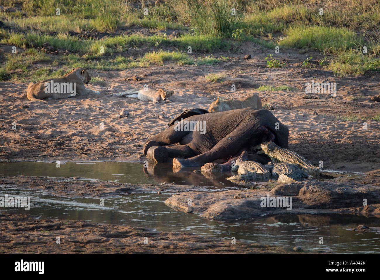 Der Körper eines toten Elefant, Loxodonta africana, ist genug, um zwischen einem Pride Of Lions zu teilen, Panthera leo, und hungrig Nilkrokodile, Crocodylus nil Stockfoto