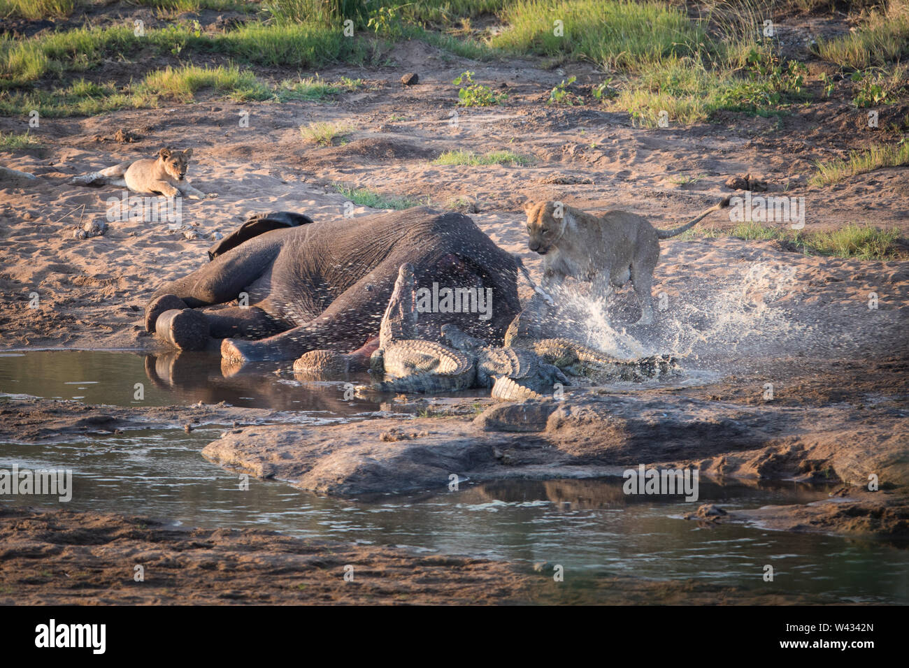 Der Körper eines toten Elefant, Loxodonta africana, ist genug, um zwischen einem Pride Of Lions zu teilen, Panthera leo, und hungrig Nilkrokodile, Crocodylus nil Stockfoto