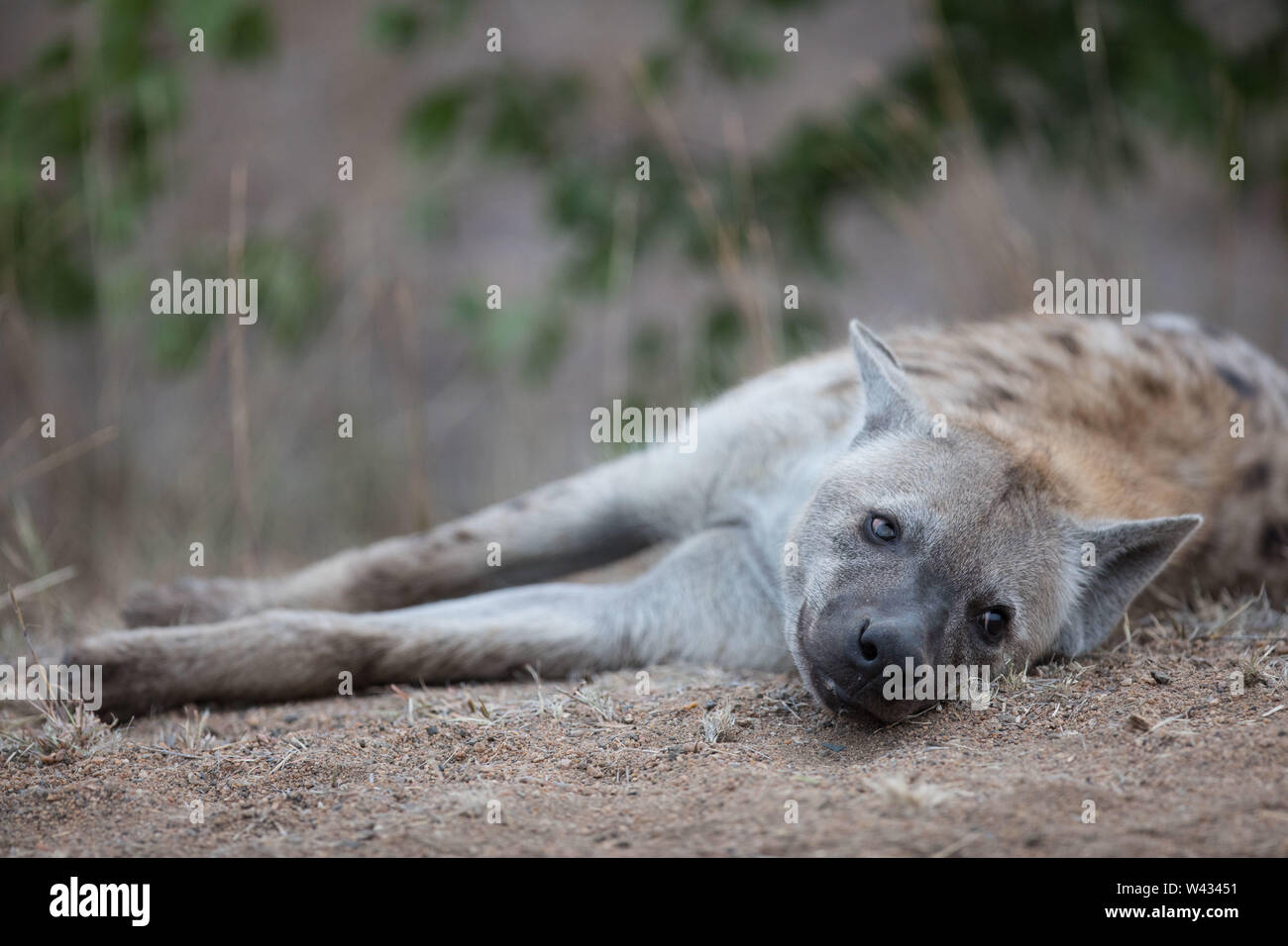 Eine Tüpfelhyäne Crocuta crocuta, ruht in den Staub in der Nähe von Shingwedzi Region, Kruger National Park, Limpopo, Südafrika. Stockfoto