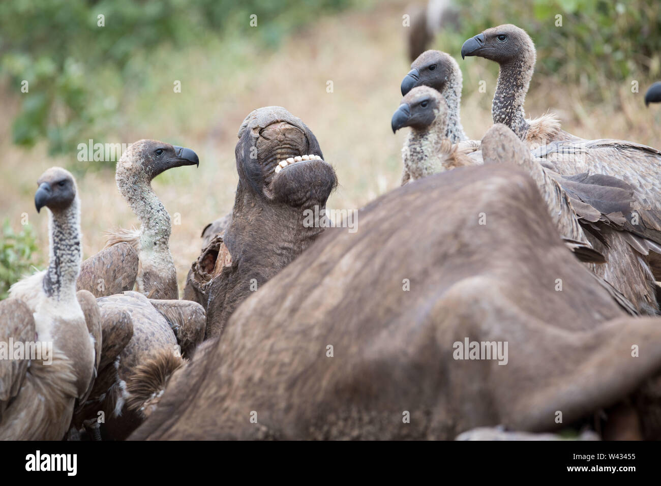 Die Fernbedienung Pafuri Region im äußersten Norden von Kruger National Park, Limpopo, Südafrika, ist ein Favorit unter den vielen Safari gehen, Touristen. Stockfoto