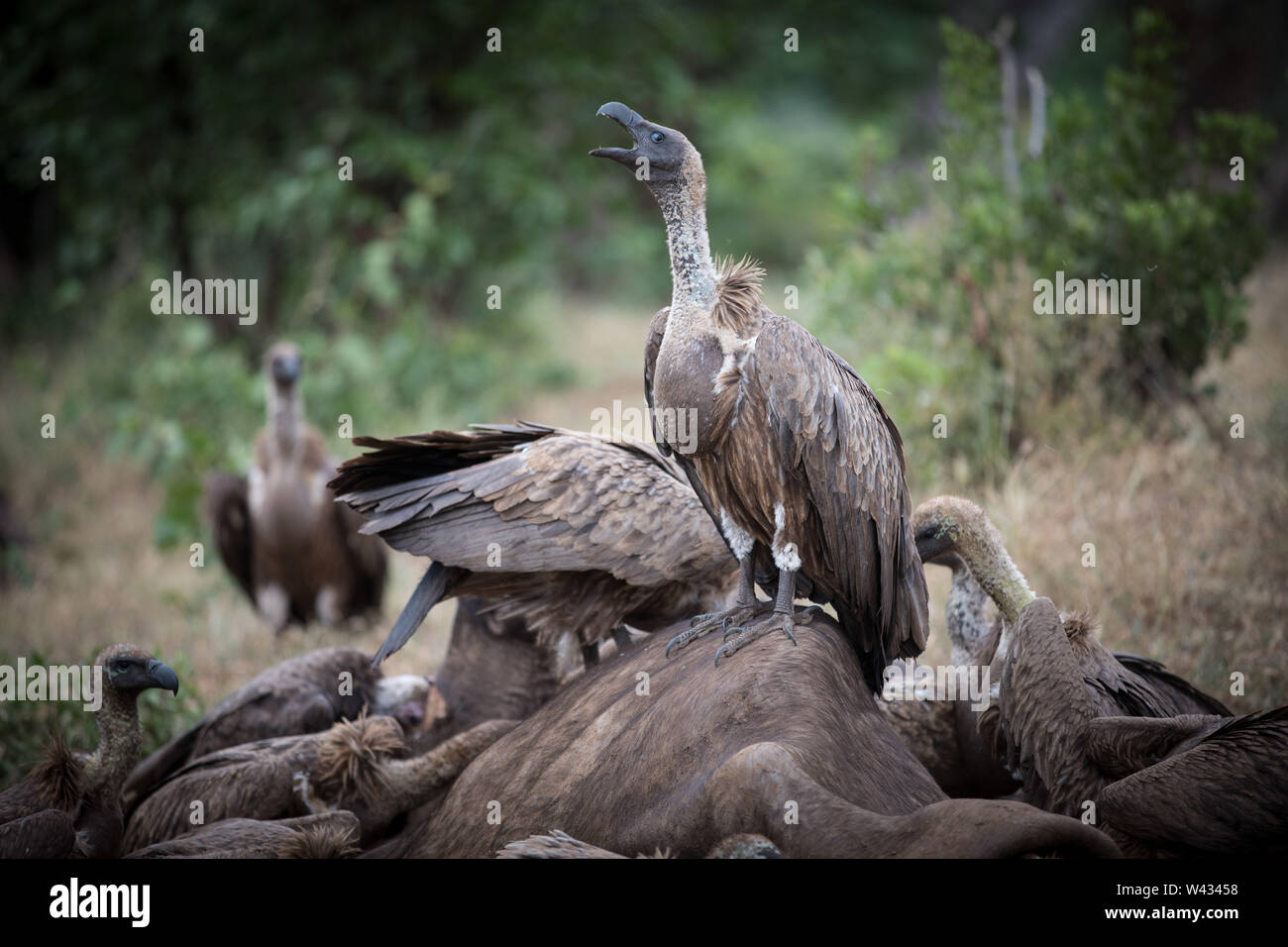 Die Fernbedienung Pafuri Region im äußersten Norden von Kruger National Park, Limpopo, Südafrika, ist ein Favorit unter den vielen Safari gehen, Touristen. Stockfoto