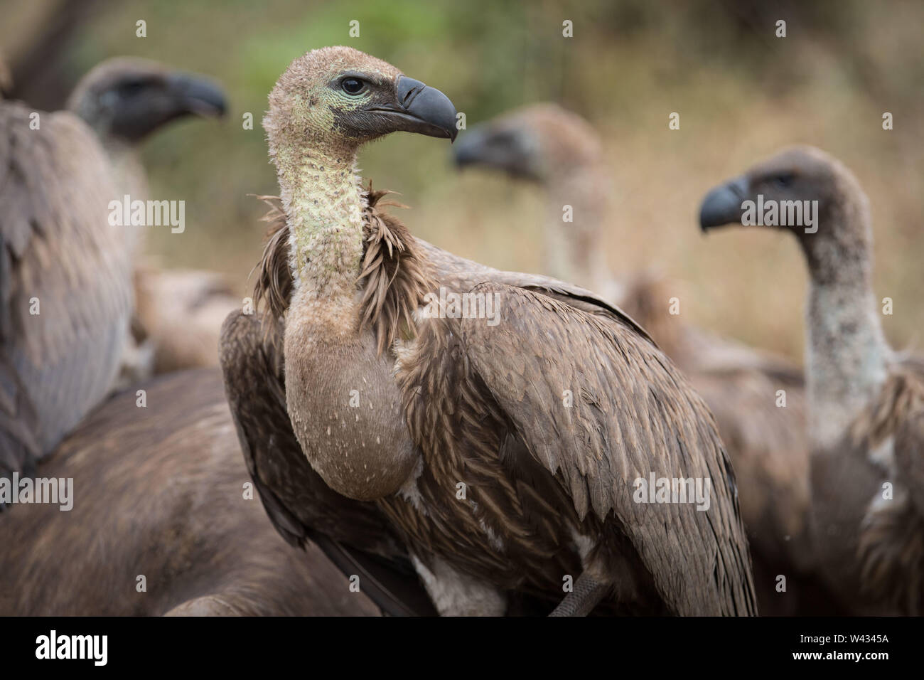 Die Fernbedienung Pafuri Region im äußersten Norden von Kruger National Park, Limpopo, Südafrika, ist ein Favorit unter den vielen Safari gehen, Touristen. Stockfoto