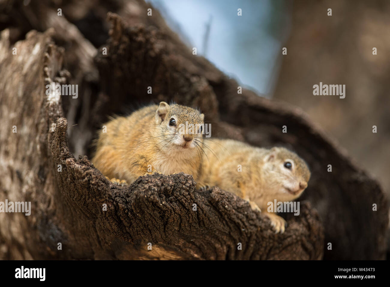 Die Fernbedienung Pafuri Region im äußersten Norden von Kruger National Park, Limpopo, Südafrika, ist ein Favorit unter den vielen Safari gehen, Touristen. Stockfoto