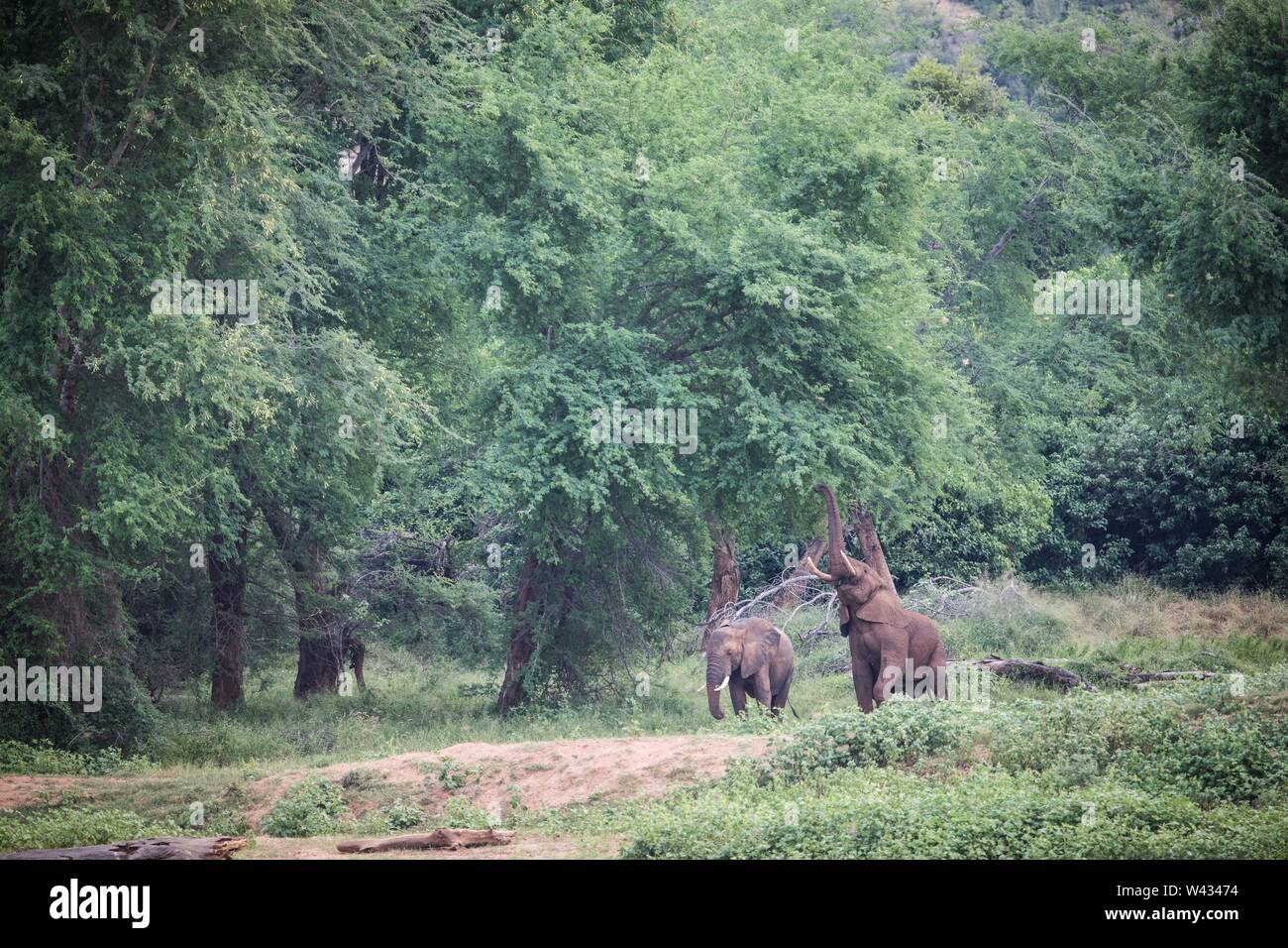 Die Fernbedienung Pafuri Region im äußersten Norden von Kruger National Park, Limpopo, Südafrika, ist ein Favorit unter den vielen Safari gehen, Touristen. Stockfoto