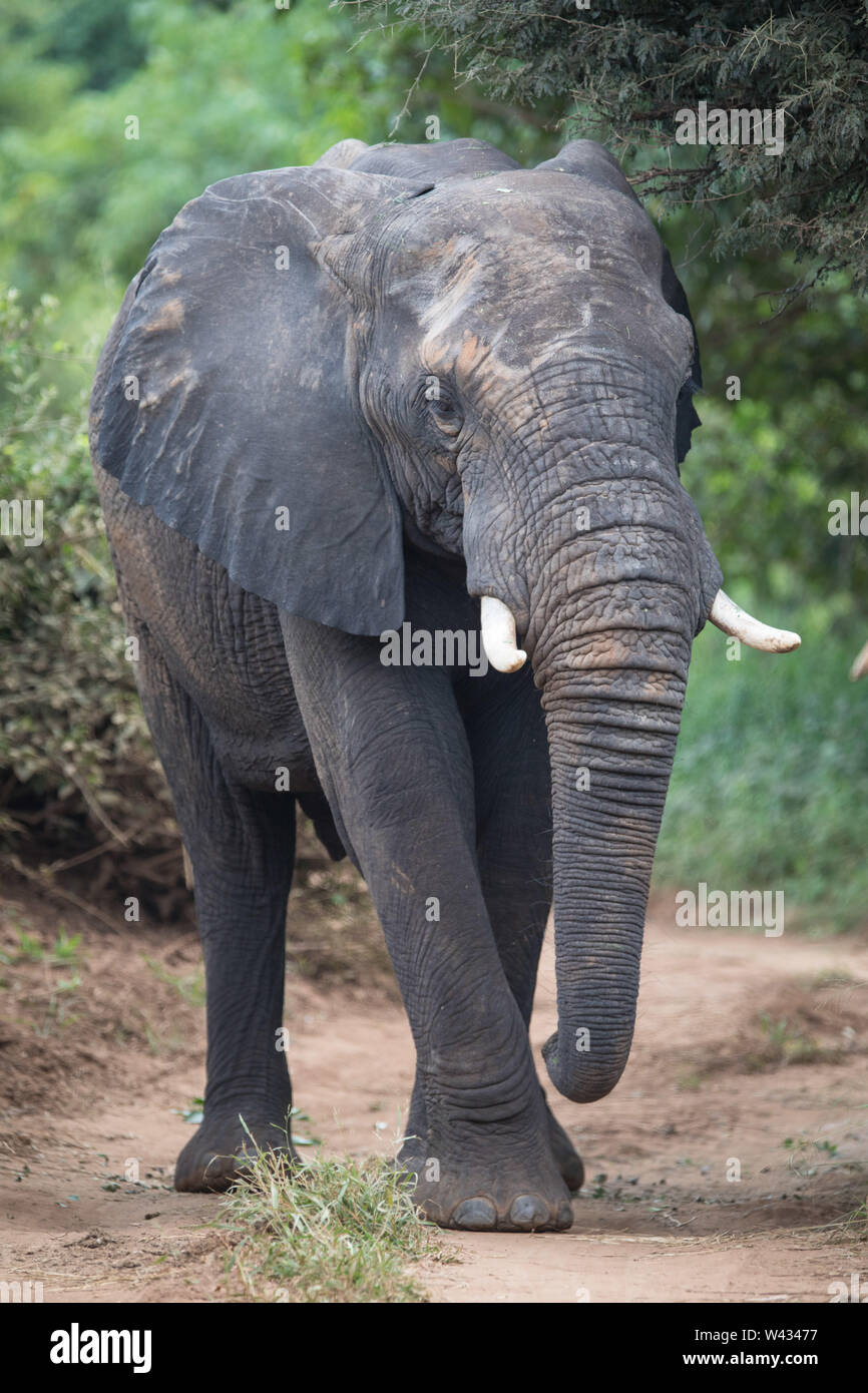 Die Fernbedienung Pafuri Region im äußersten Norden von Kruger National Park, Limpopo, Südafrika, ist ein Favorit unter den vielen Safari gehen, Touristen. Stockfoto