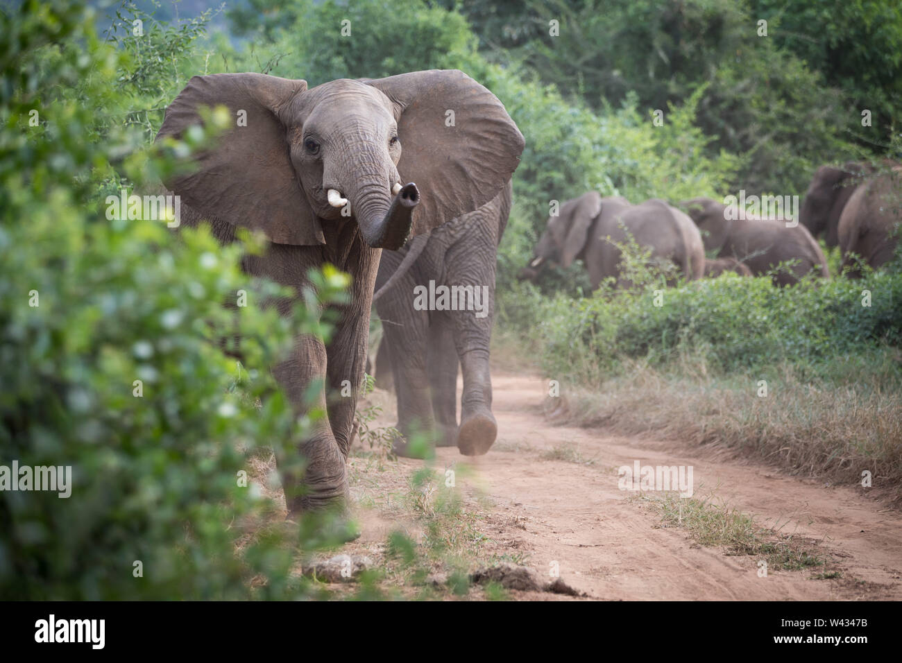 Die Fernbedienung Pafuri Region im äußersten Norden von Kruger National Park, Limpopo, Südafrika, ist ein Favorit unter den vielen Safari gehen, Touristen. Stockfoto