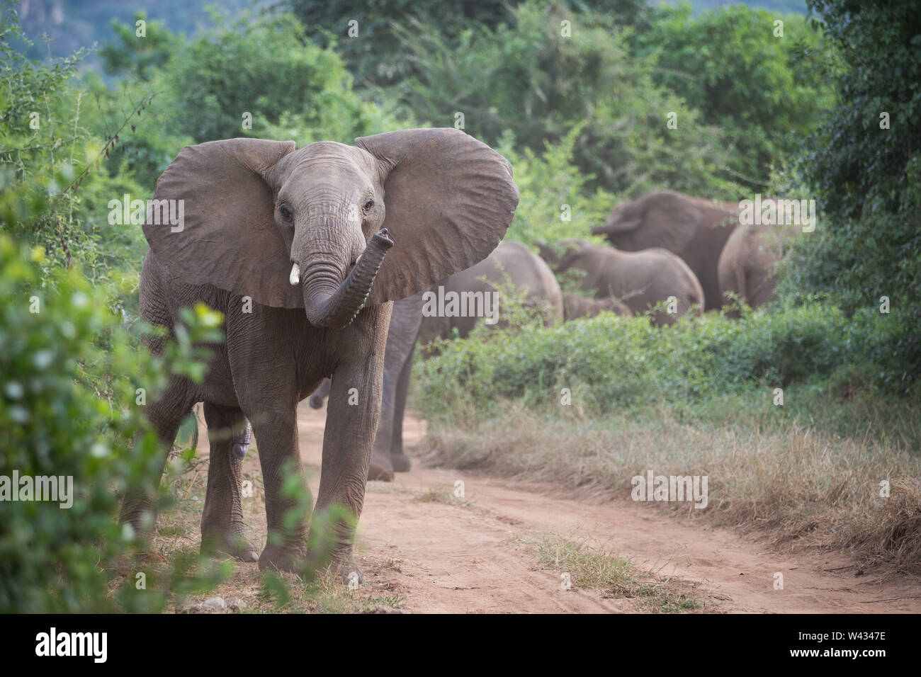 Die Fernbedienung Pafuri Region im äußersten Norden von Kruger National Park, Limpopo, Südafrika, ist ein Favorit unter den vielen Safari gehen, Touristen. Stockfoto