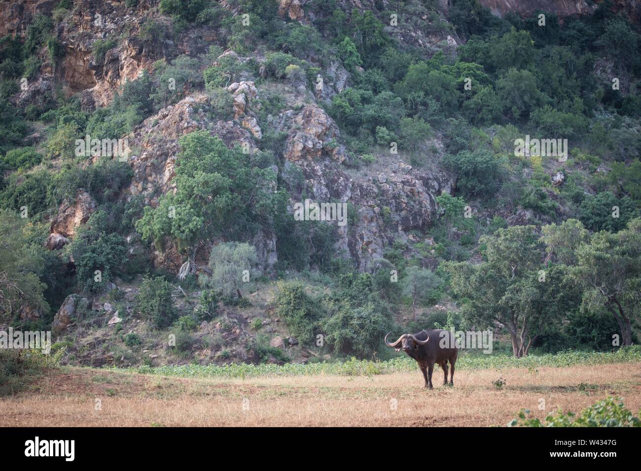 Die Fernbedienung Pafuri Region im äußersten Norden von Kruger National Park, Limpopo, Südafrika, ist ein Favorit unter den vielen Safari gehen, Touristen. Stockfoto