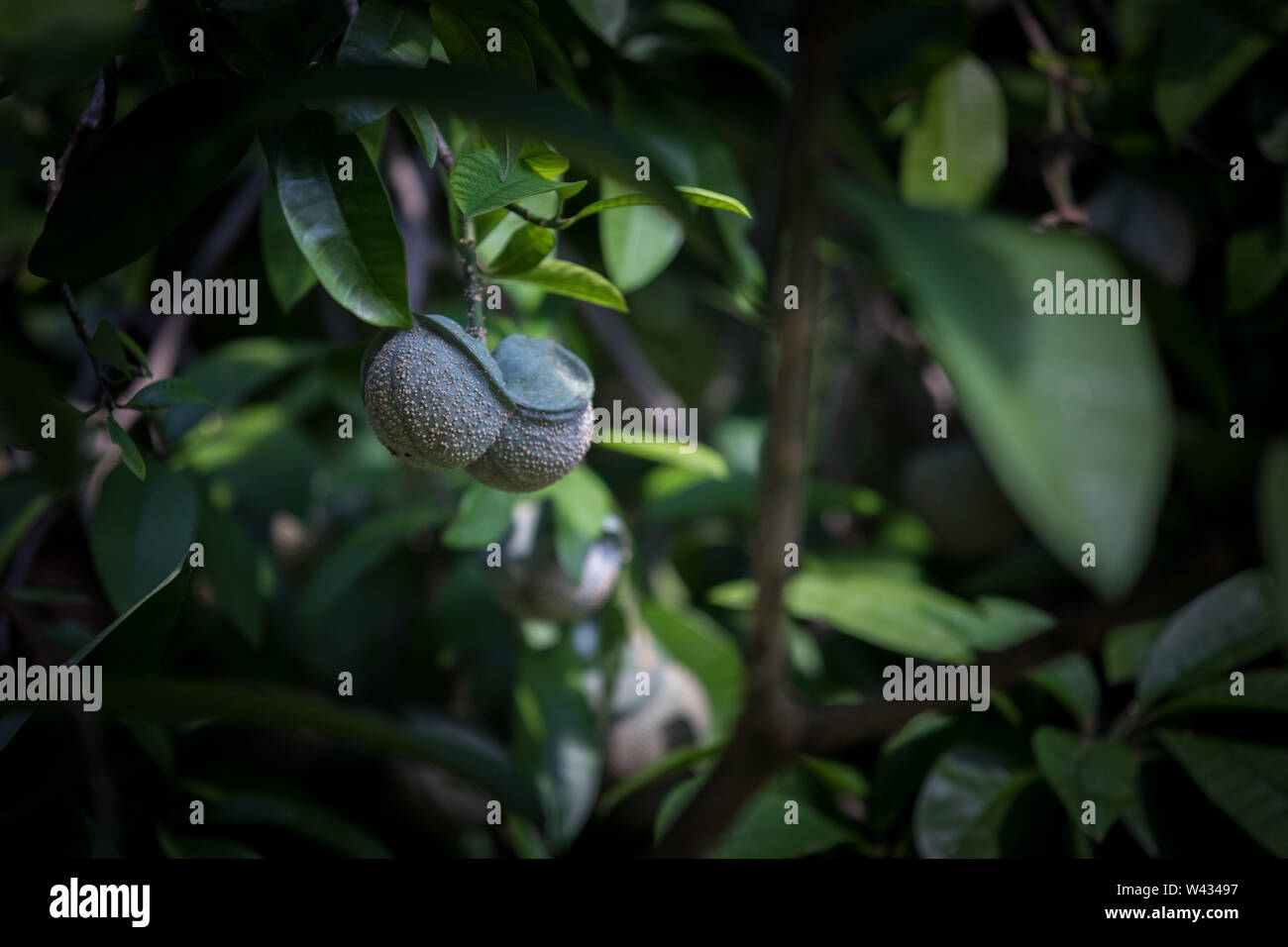 Die Fernbedienung Pafuri Region im äußersten Norden von Kruger National Park, Limpopo, Südafrika, ist ein Favorit unter den vielen Safari gehen, Touristen. Stockfoto