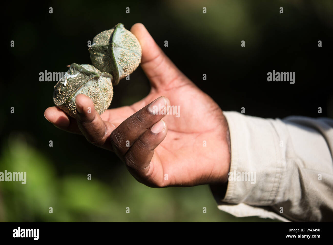 Die Fernbedienung Pafuri Region im äußersten Norden von Kruger National Park, Limpopo, Südafrika, ist ein Favorit unter den vielen Safari gehen, Touristen. Stockfoto