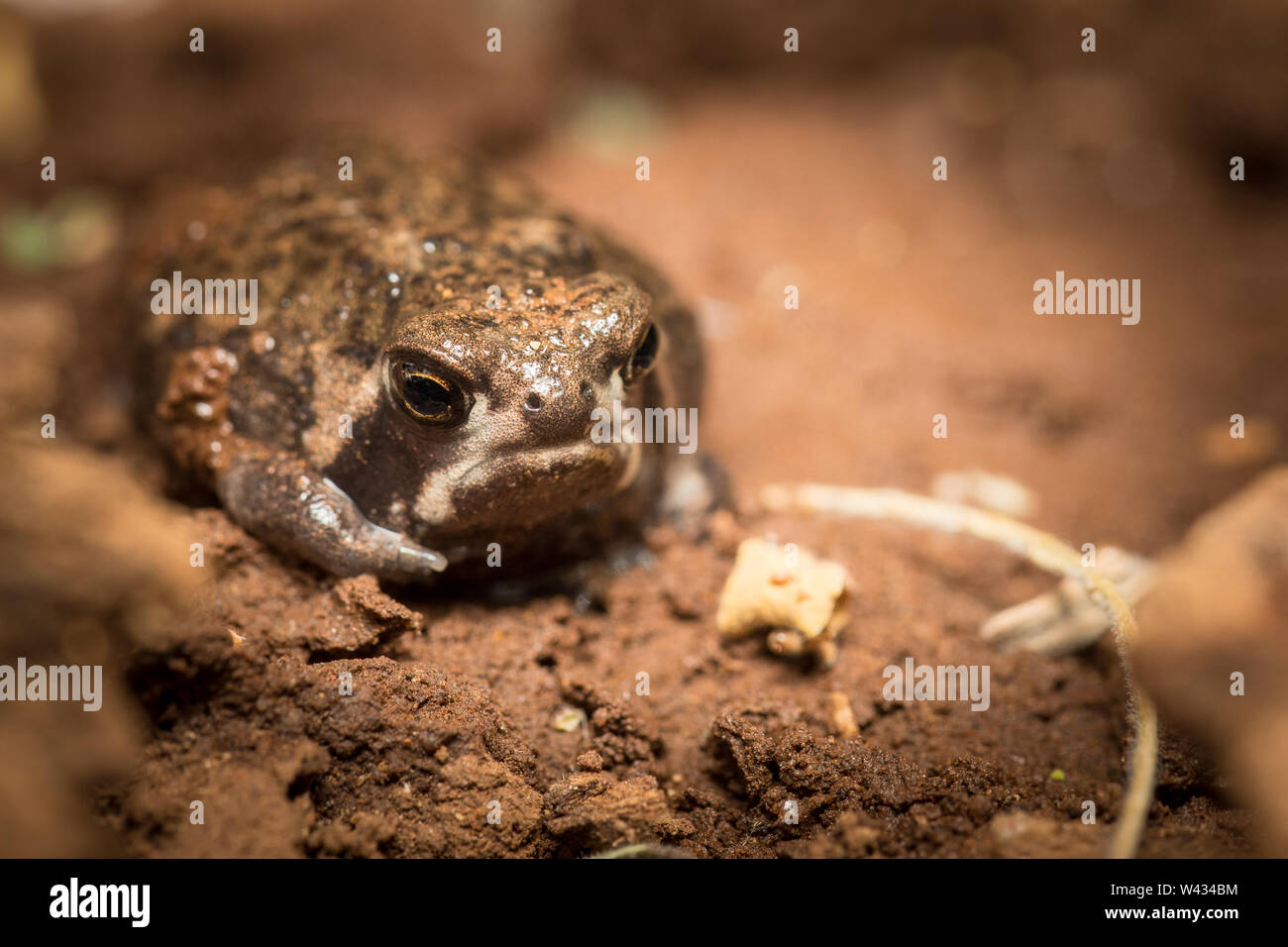 Die Fernbedienung Pafuri Region im äußersten Norden von Kruger National Park, Limpopo, Südafrika, ist ein Favorit unter den vielen Safari gehen, Touristen. Stockfoto
