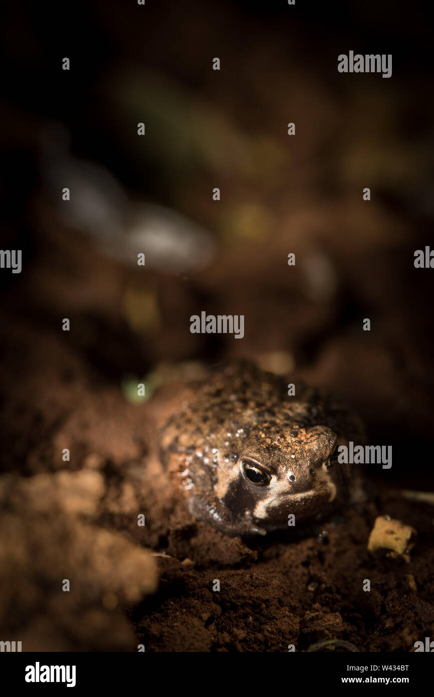 Die Fernbedienung Pafuri Region im äußersten Norden von Kruger National Park, Limpopo, Südafrika, ist ein Favorit unter den vielen Safari gehen, Touristen. Stockfoto