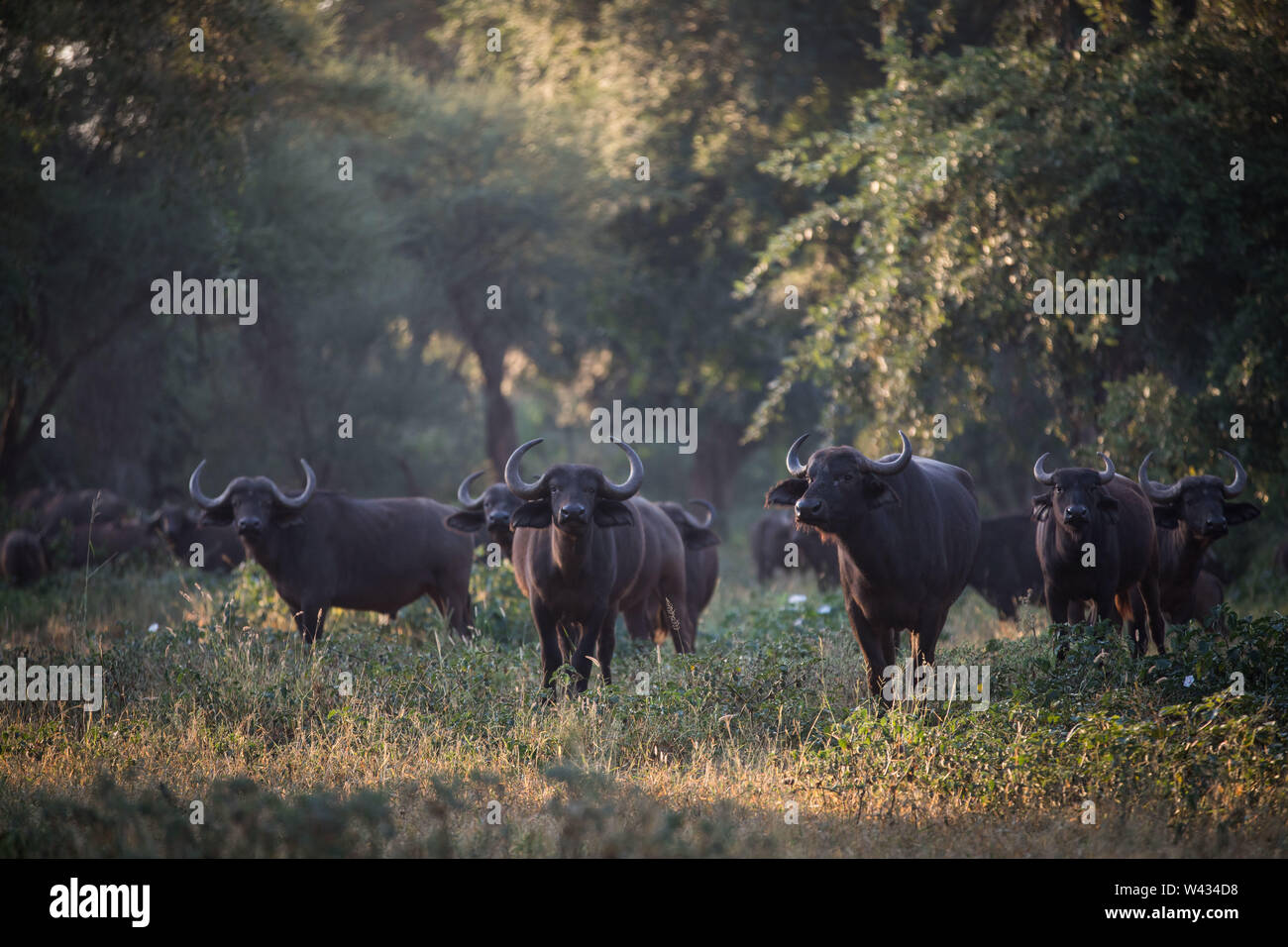 Die Fernbedienung Pafuri Region im äußersten Norden von Kruger National Park, Limpopo, Südafrika, ist ein Favorit unter den vielen Safari gehen, Touristen. Stockfoto