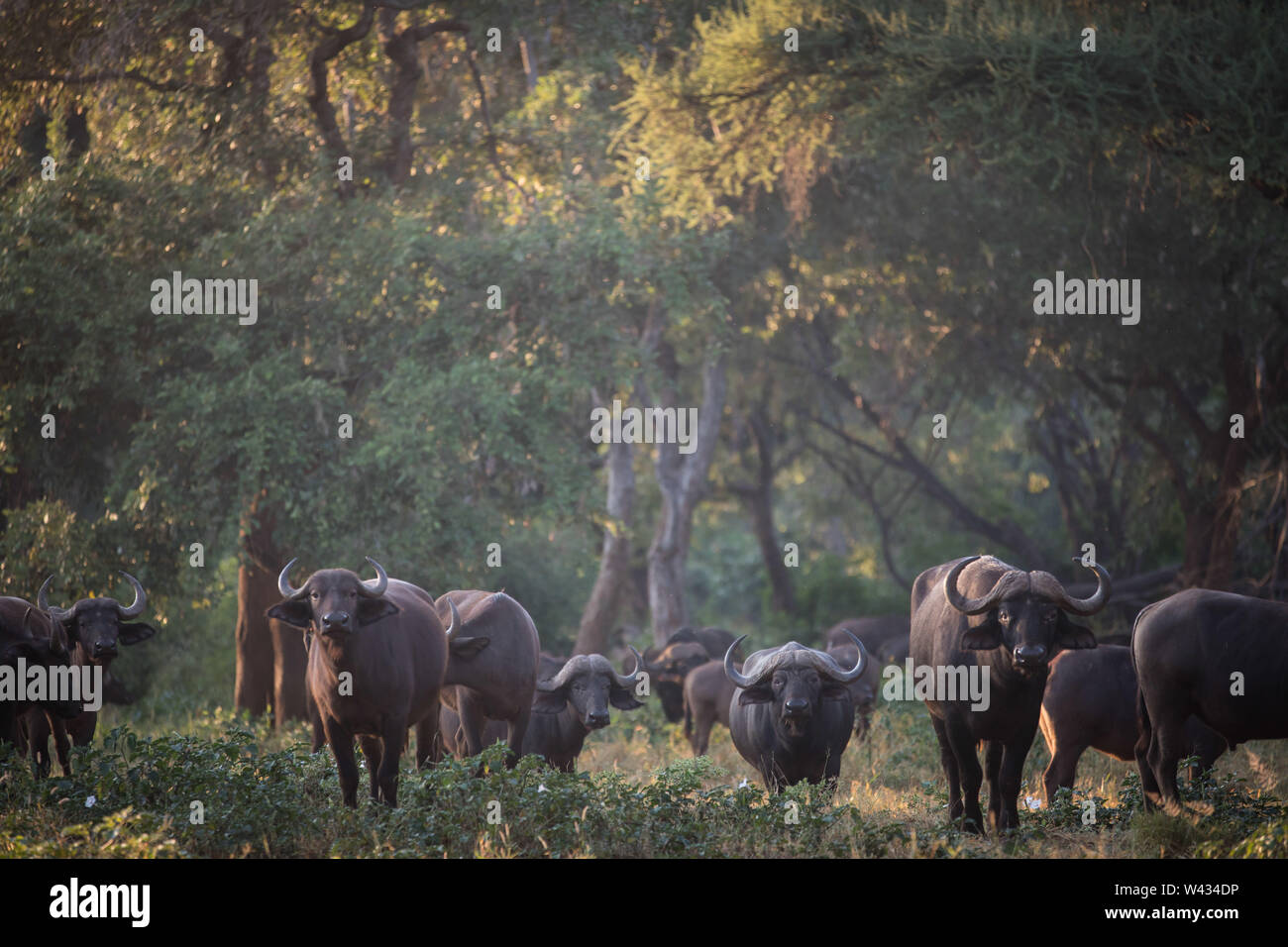Die Fernbedienung Pafuri Region im äußersten Norden von Kruger National Park, Limpopo, Südafrika, ist ein Favorit unter den vielen Safari gehen, Touristen. Stockfoto