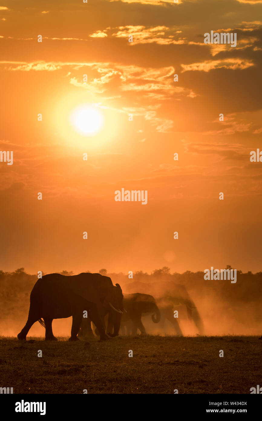 Mooiplaas ist ein beliebter Wasserloch für Elefanten, Loxodonta africana, kommen bei Sonnenuntergang in Mopani Region, Krüger Nationalpark, Südafrika zu trinken Stockfoto