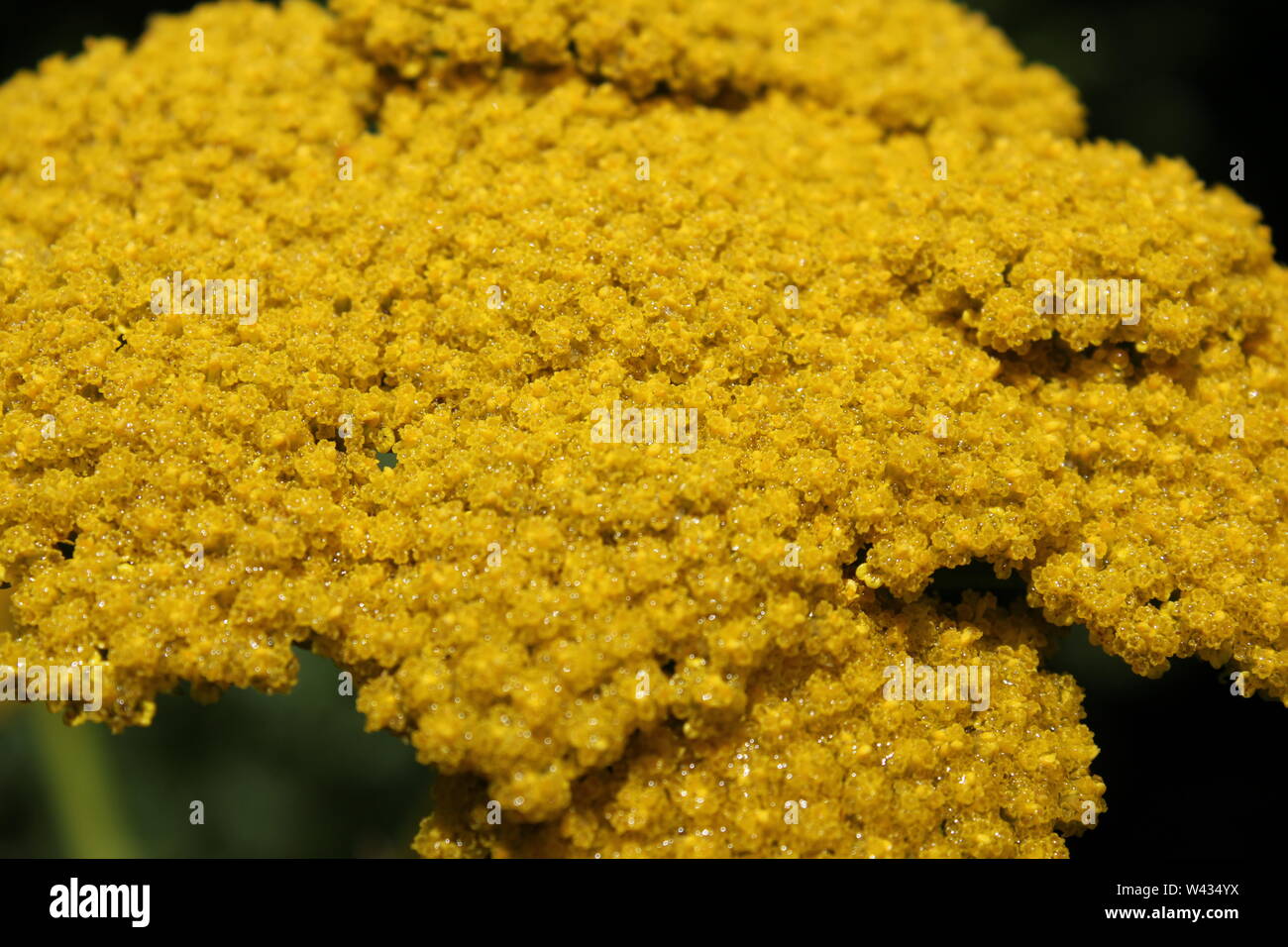 Eriophyllum confertiflorum, Stockfoto
